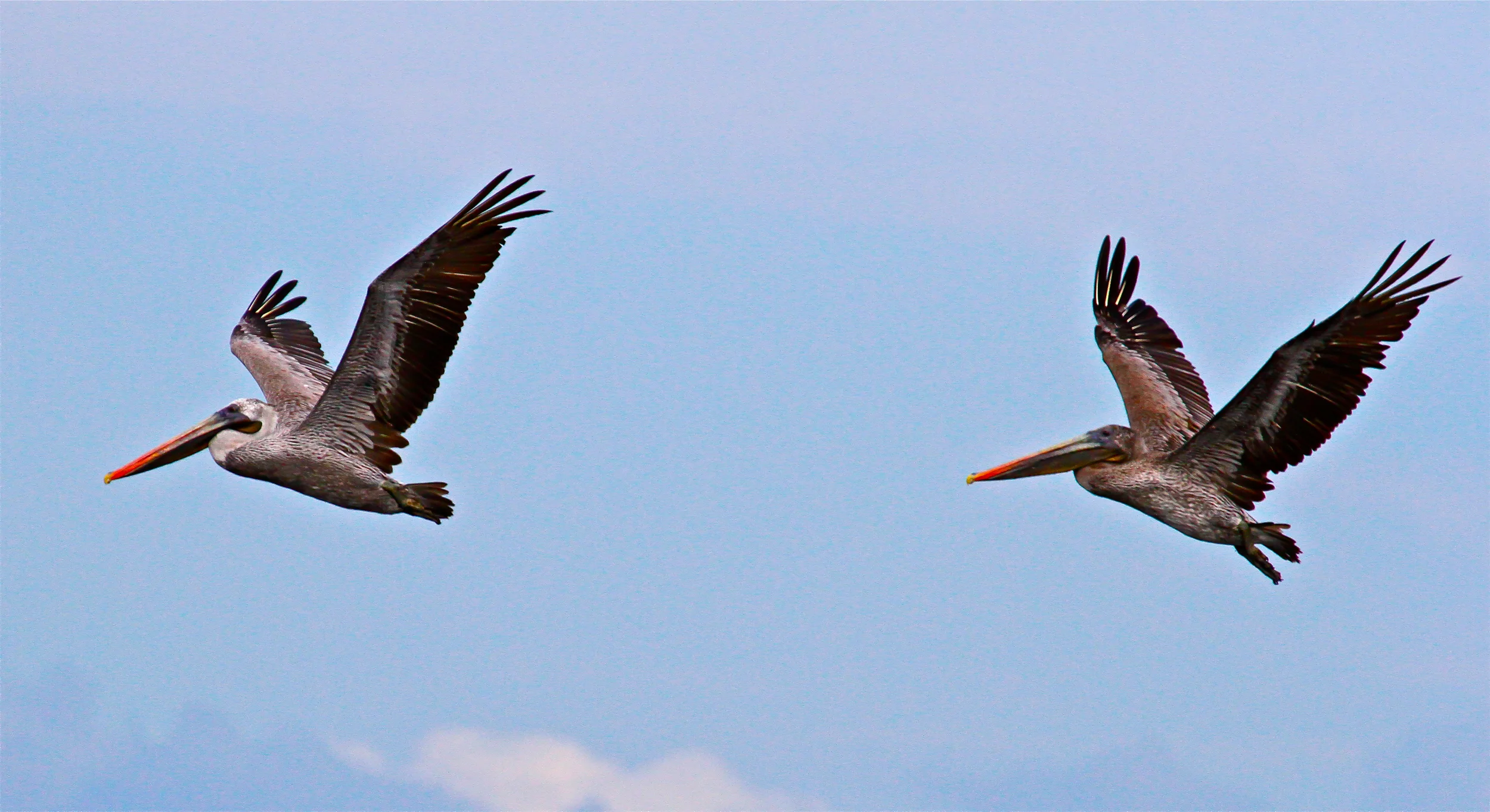 Brown Pelicans, Galapagos Islands
