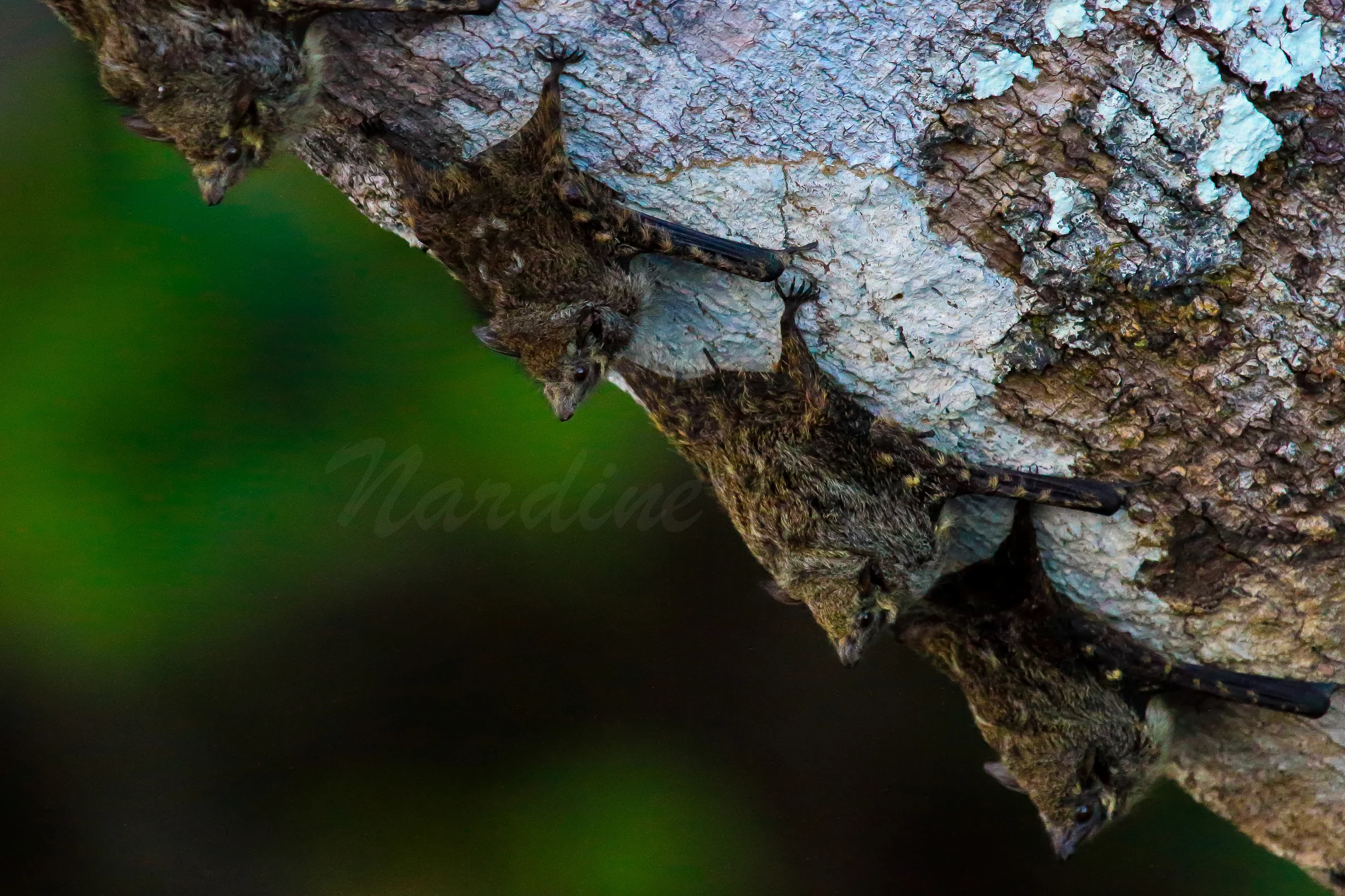 Bats, Ecuadorian Amazon