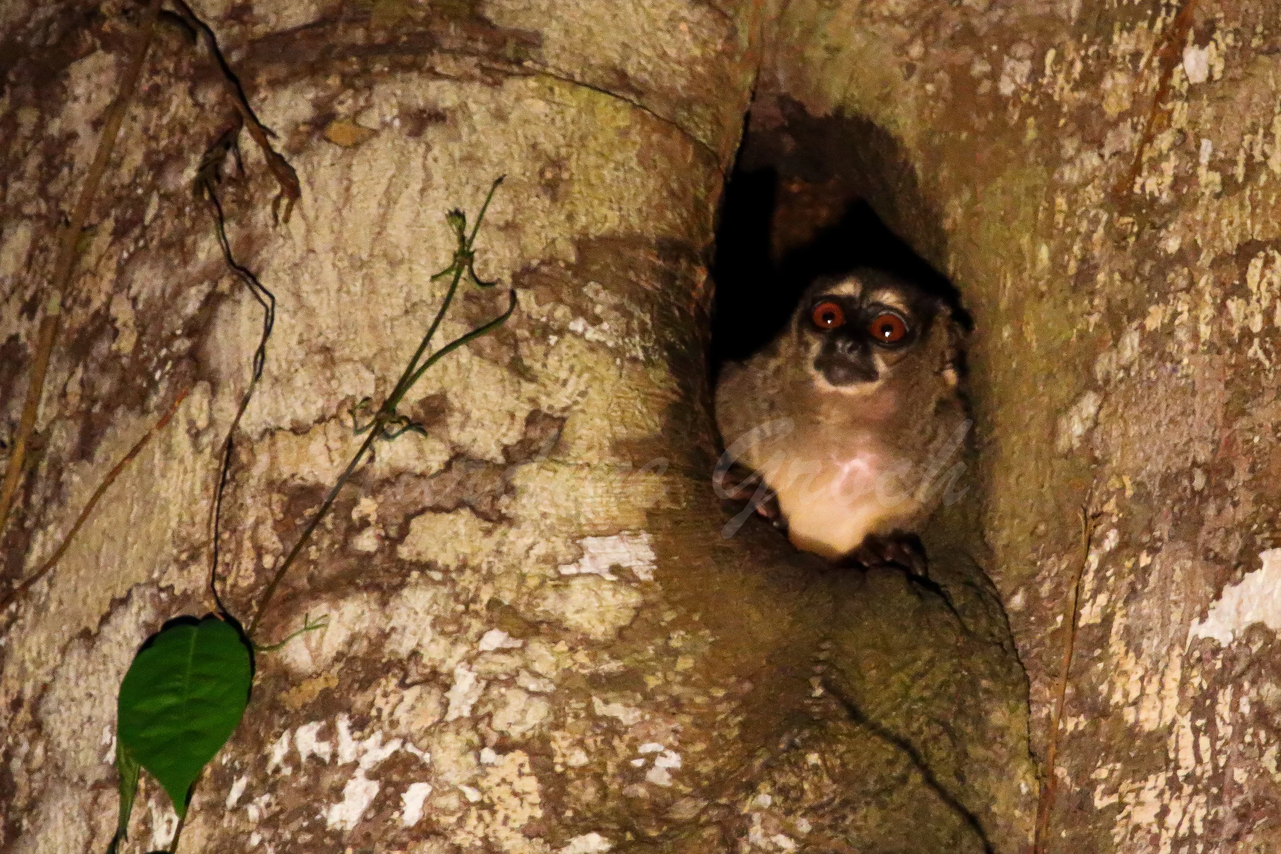 Night Monkey, Ecuadorian Amazon
