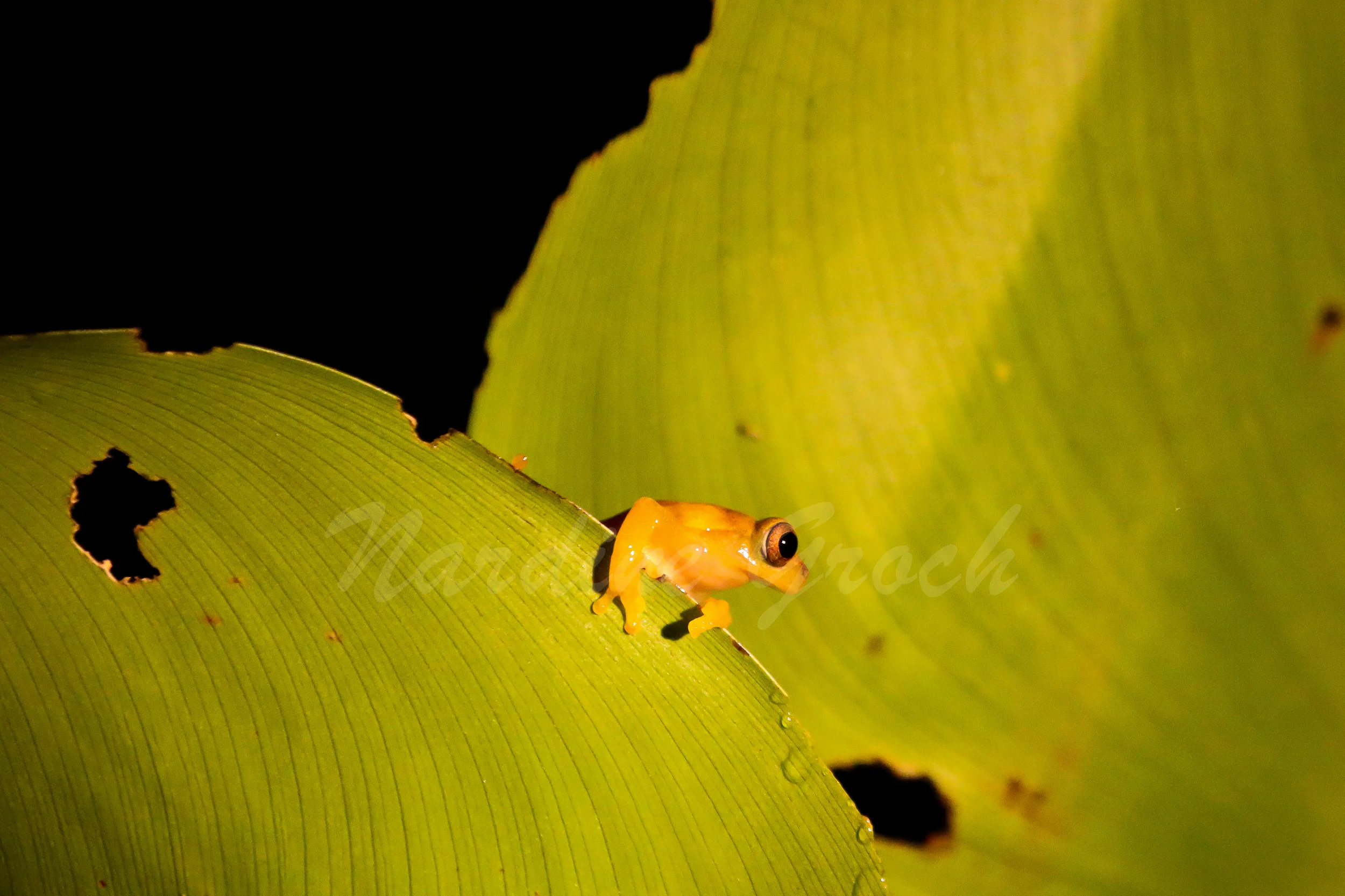Glass Frog, Ecuadorian Amazon