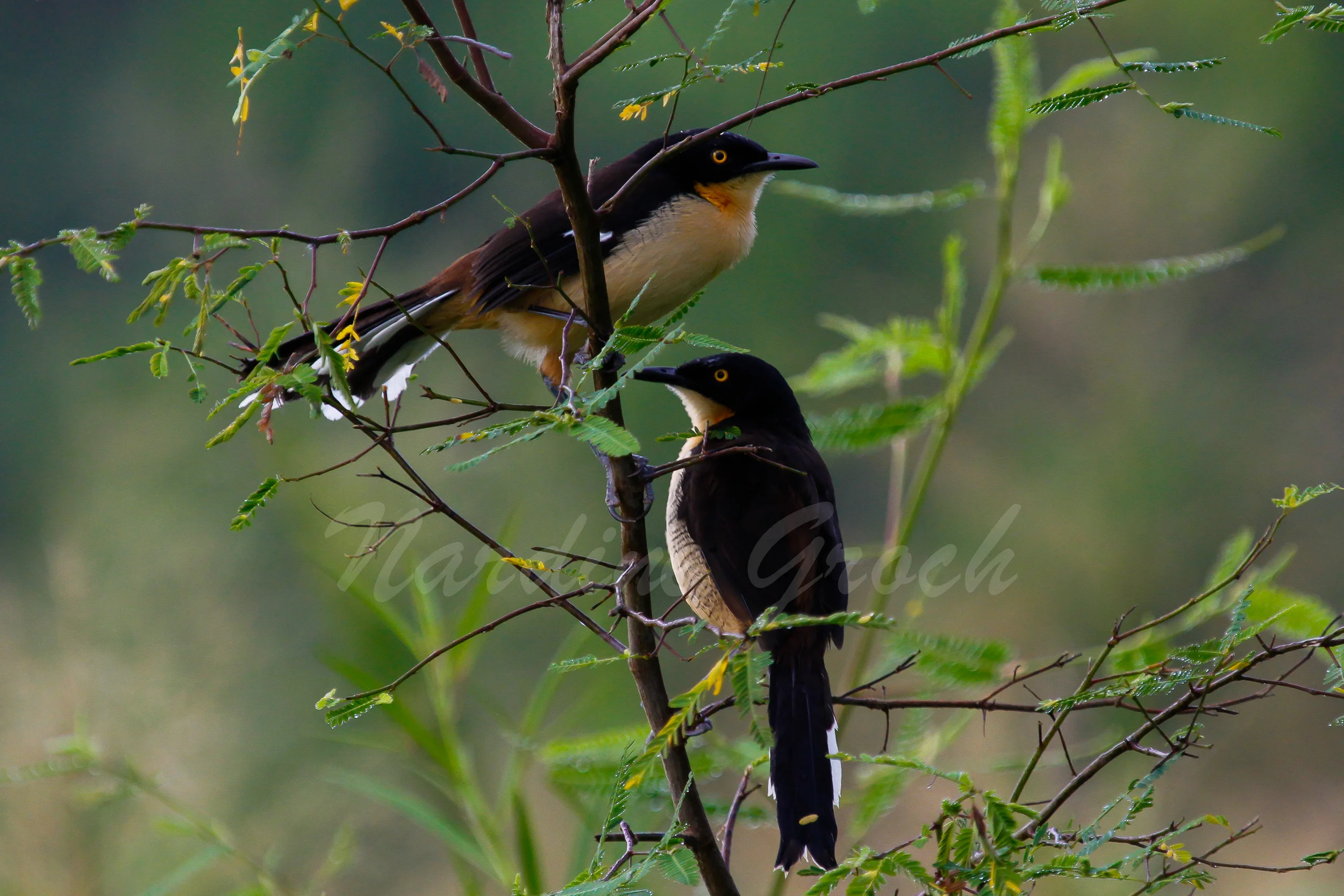Birds, Ecuadorian Amazon