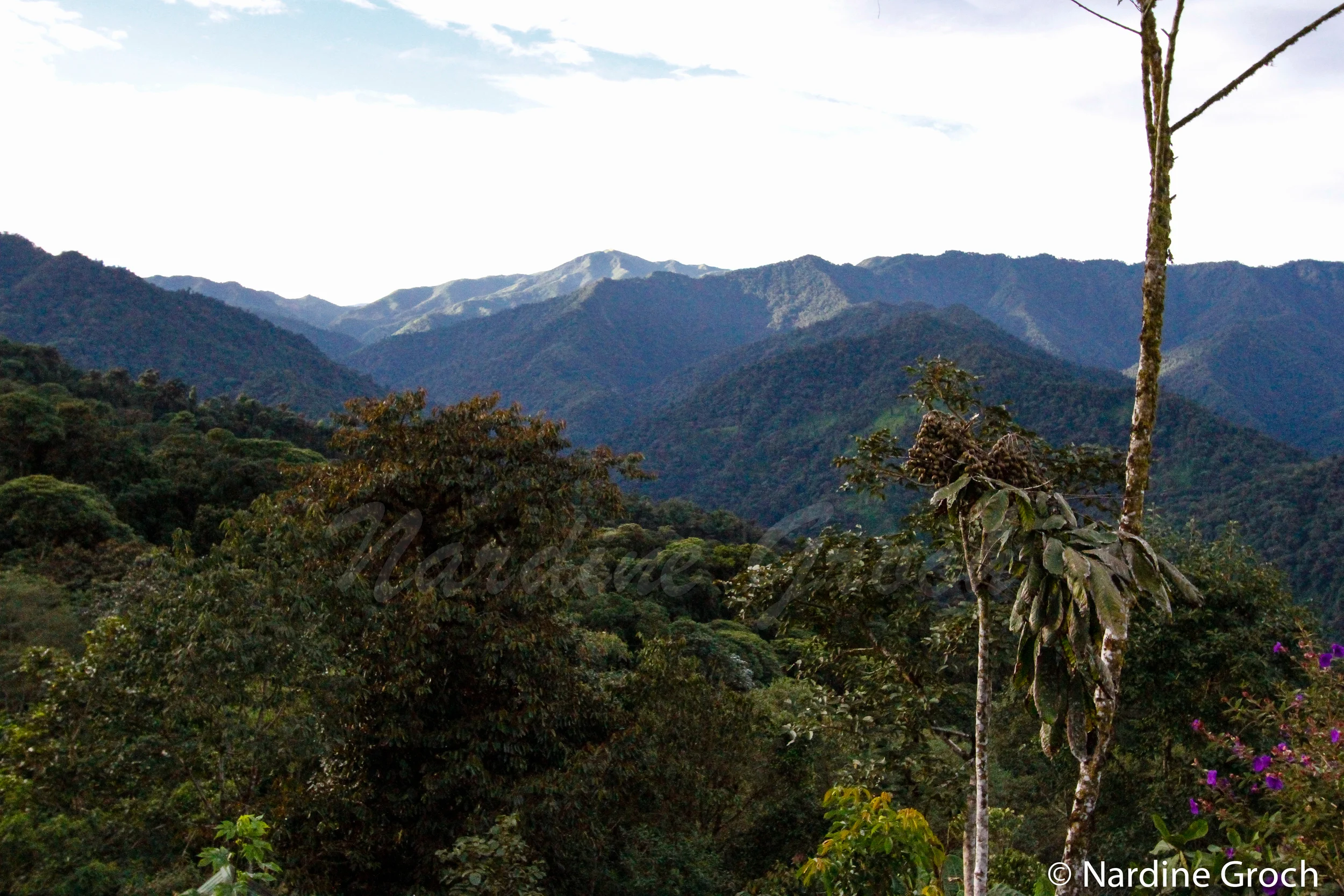 Cloud Forest Ecuador