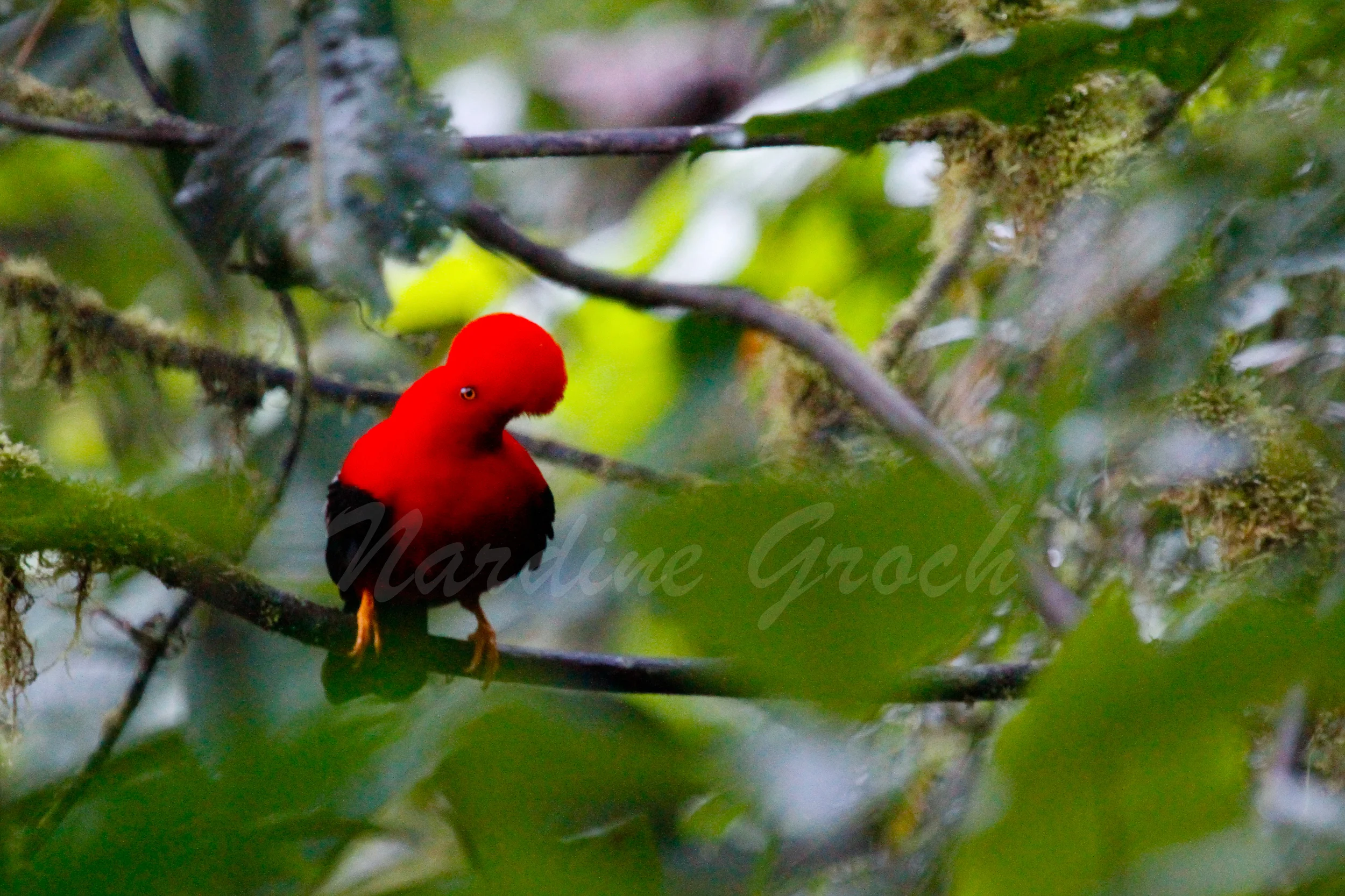 Andean Cock-of-the-Rock, Ecuadorian Cloud Forest