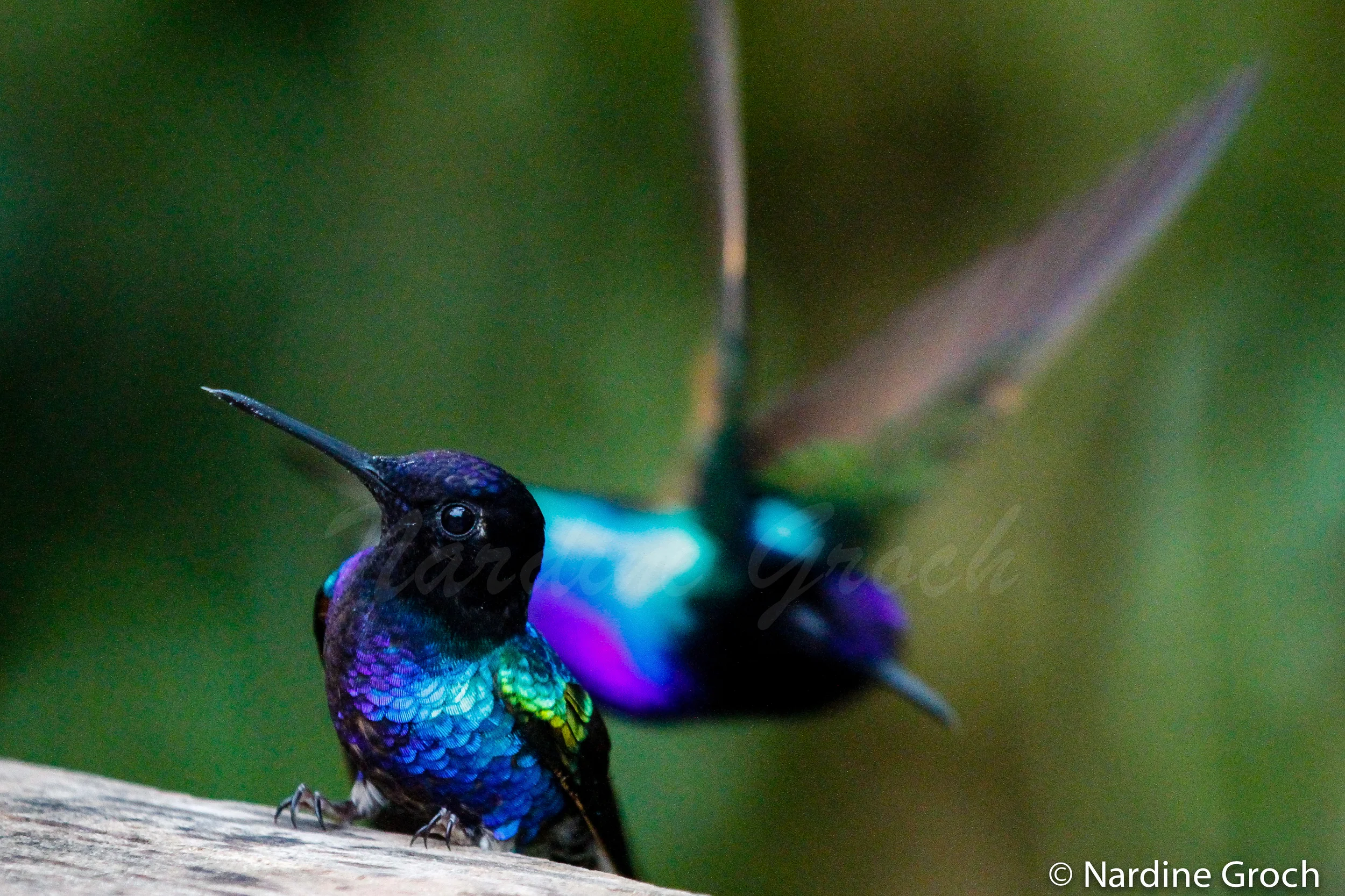 Velvet-purple Coronet hummingbird, Ecuador