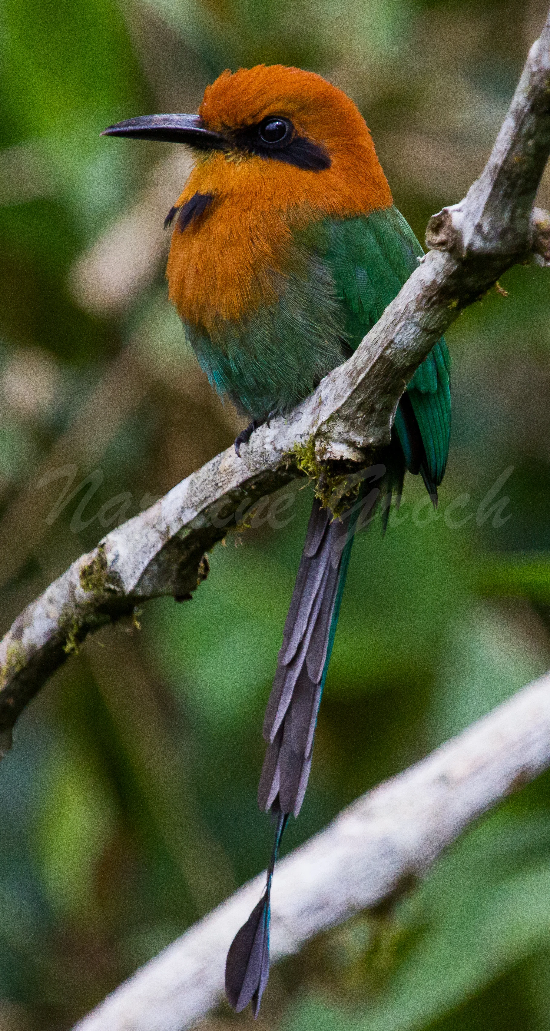 Rufous Motmot, Ecuador