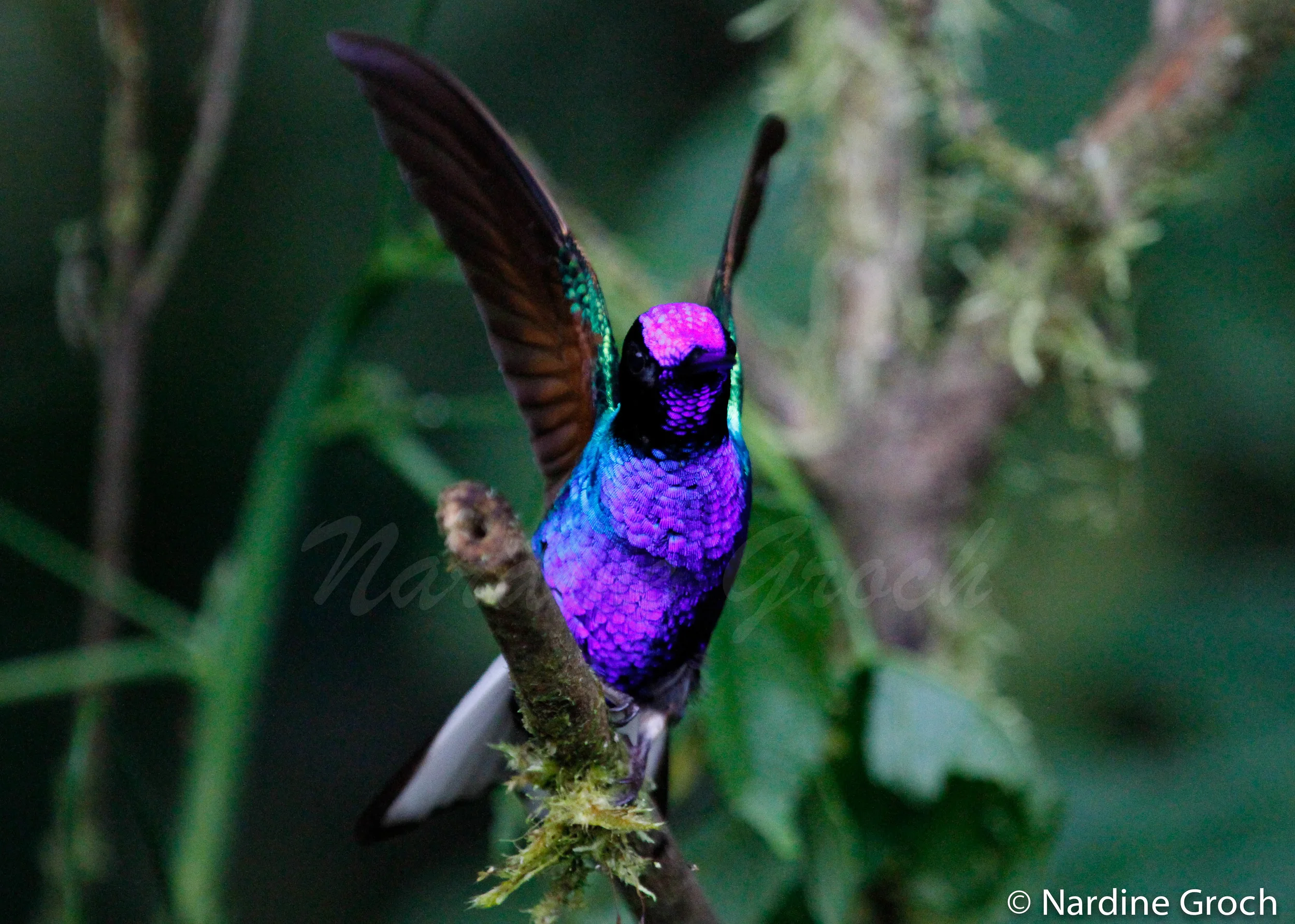 Velvet-purple Coronet hummingbird, Ecuador