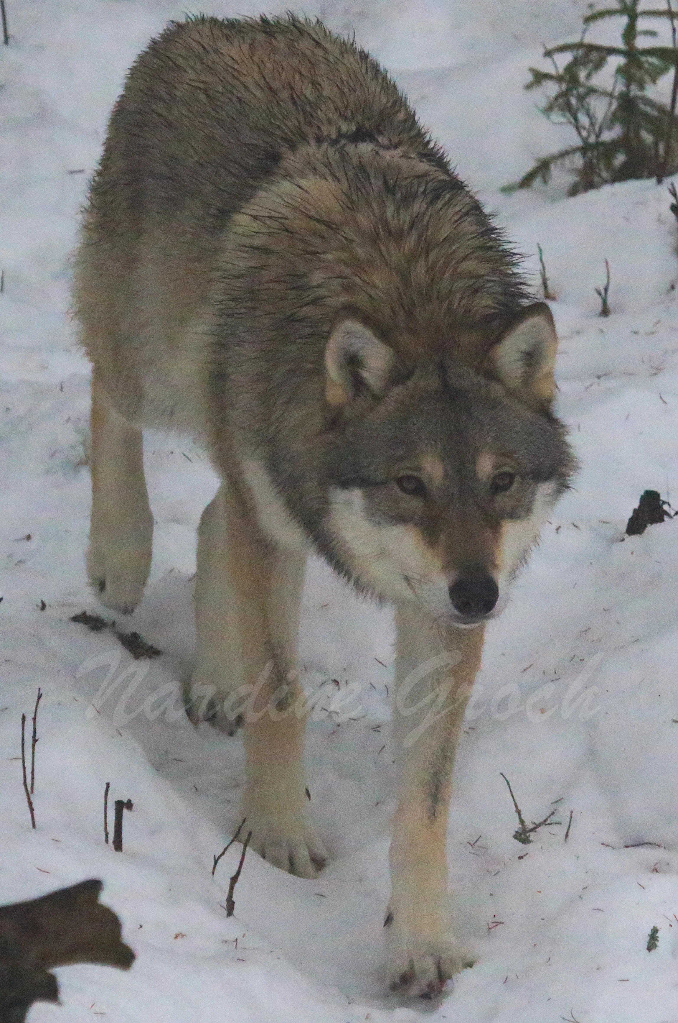 Scandinavian Wolf, Sweden