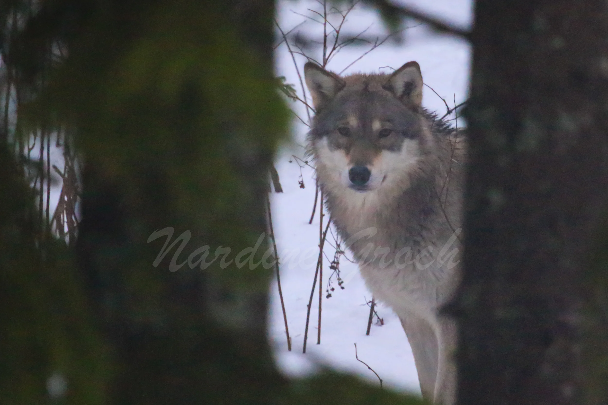 Wolf, Sweden