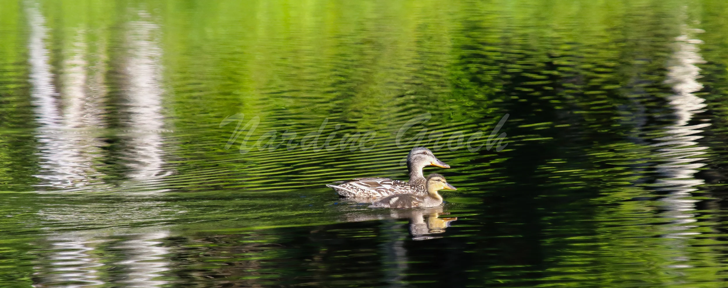 Mother and baby Mallard Ducks, Finland