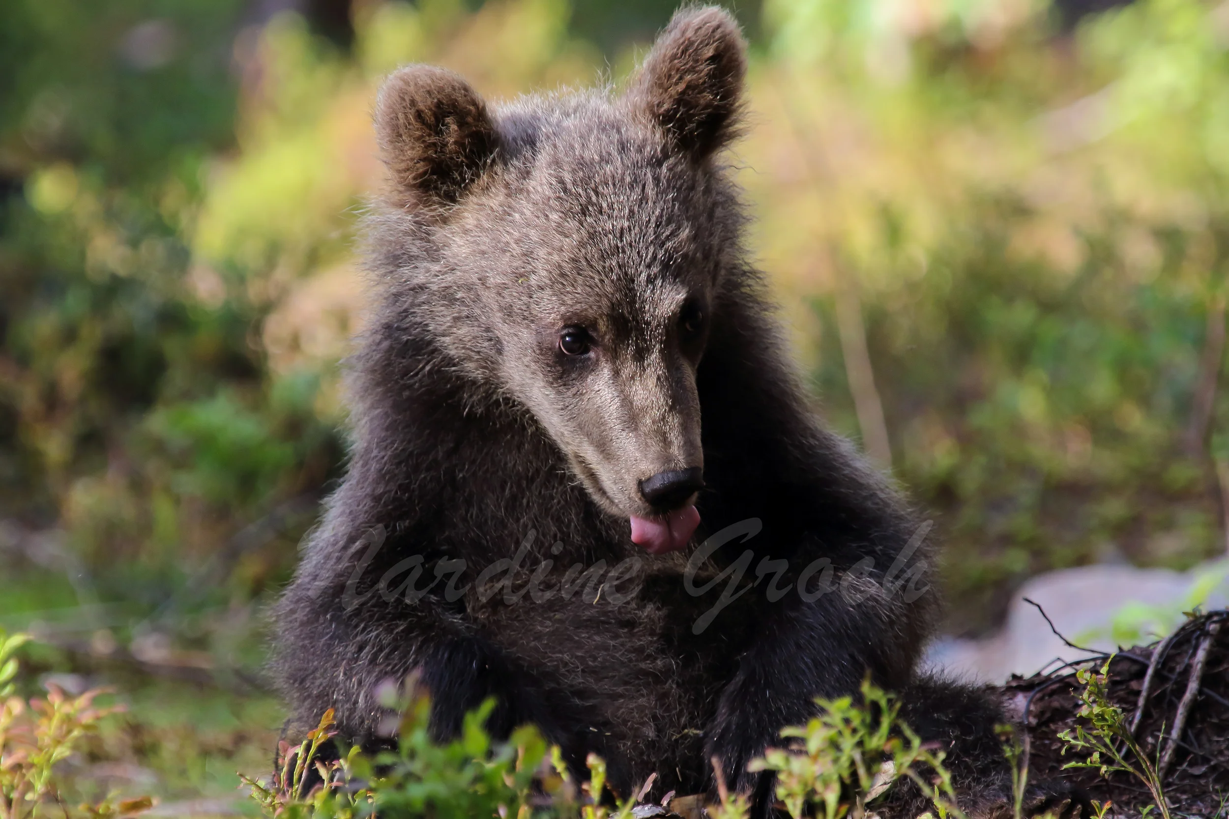 Brown bear cub, Finland