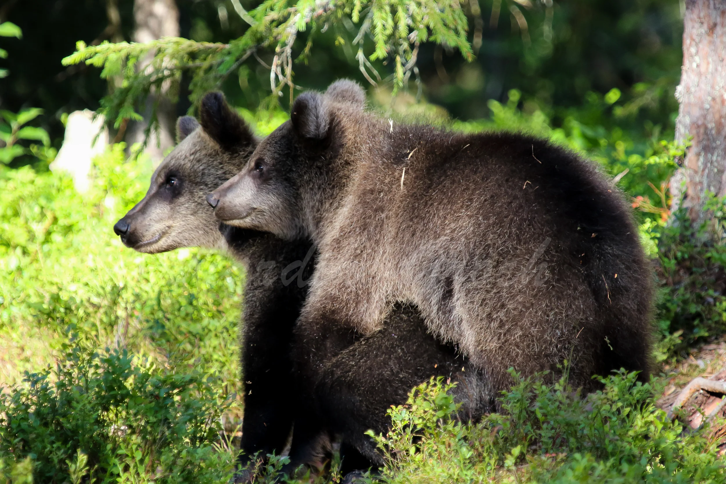 Brown Bear Cubs, Finland