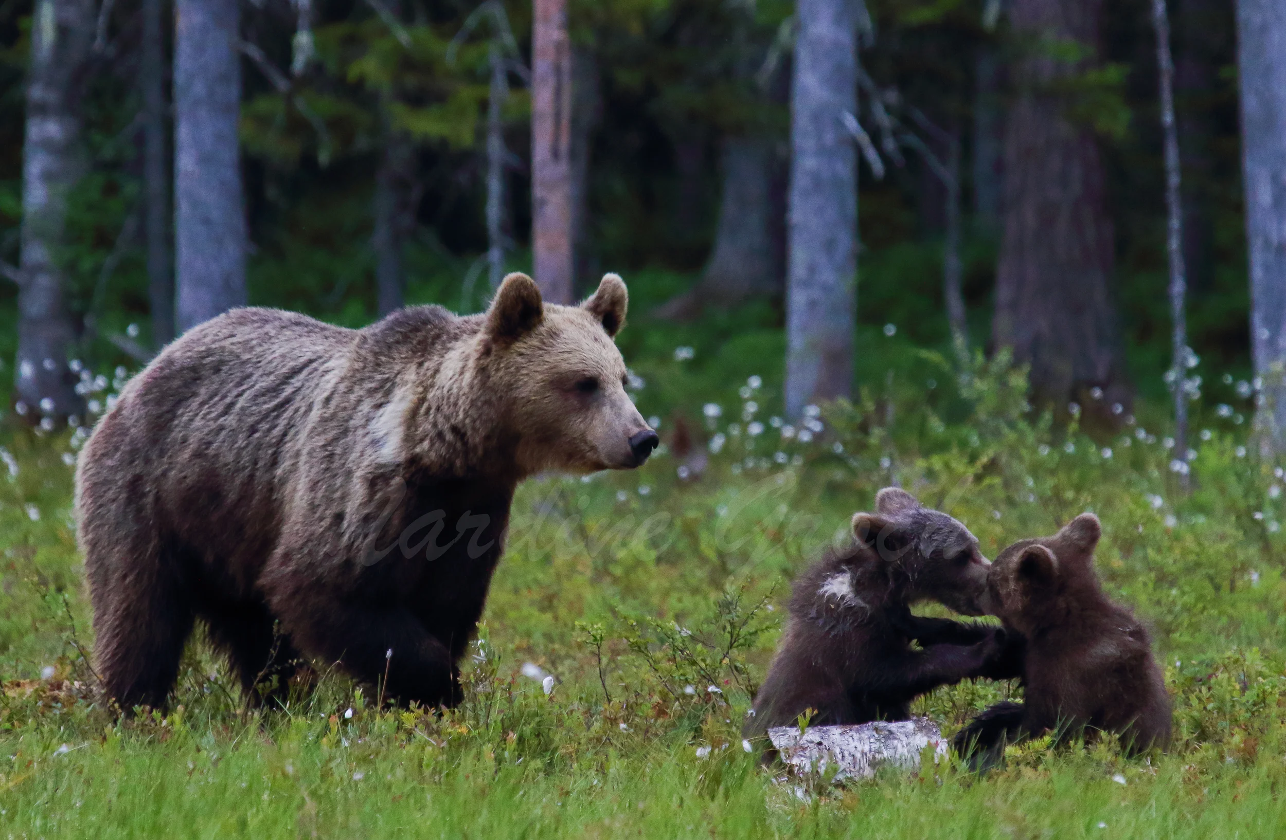 Brown bear family, Finland