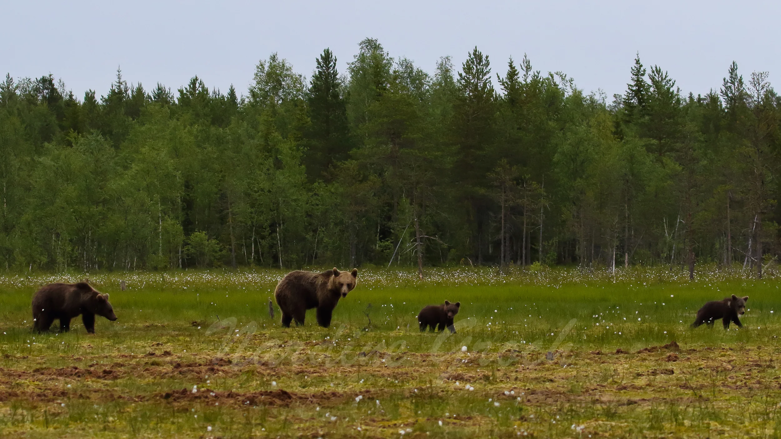 Brown Bears, Finland