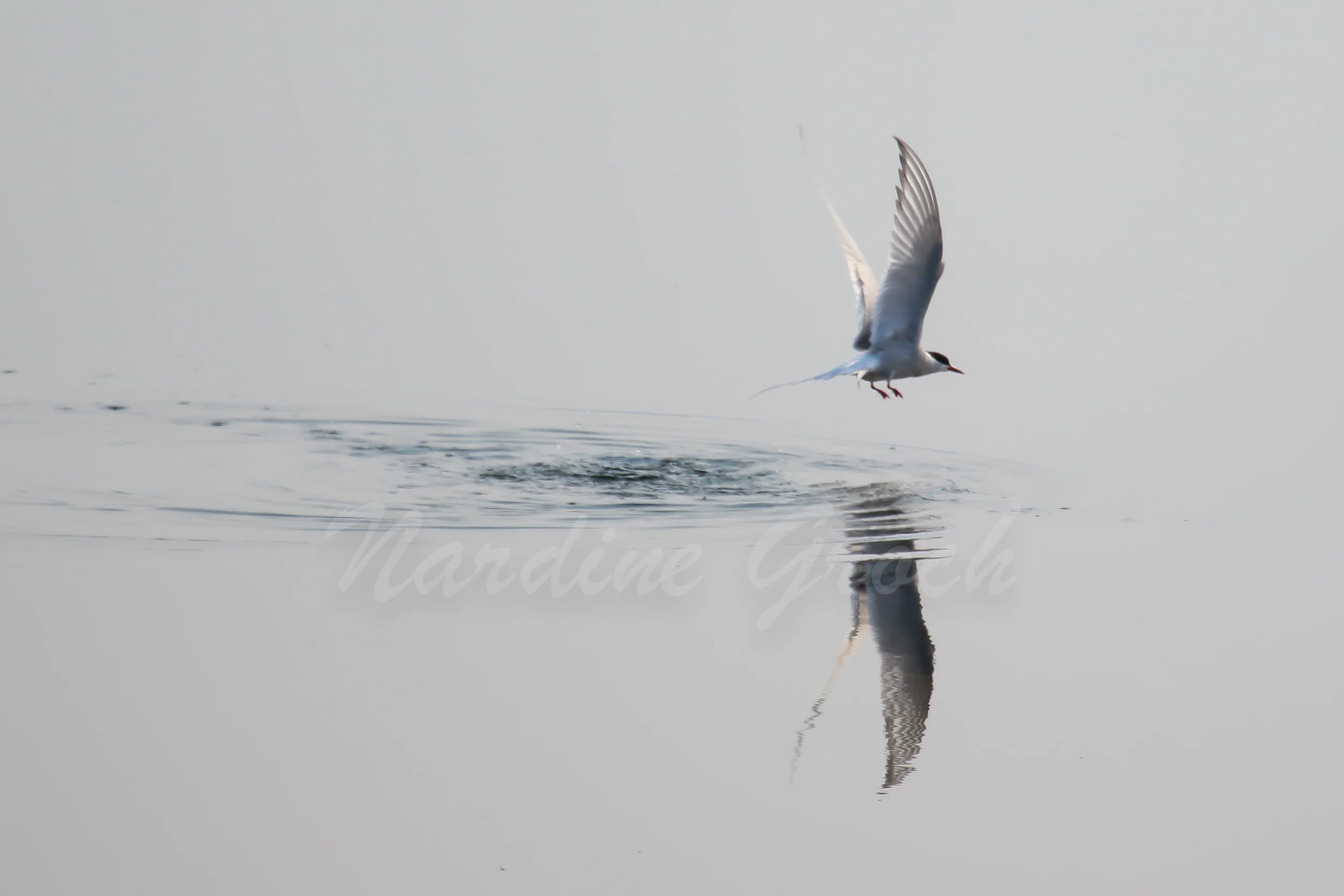 Arctic Tern, Svalbard