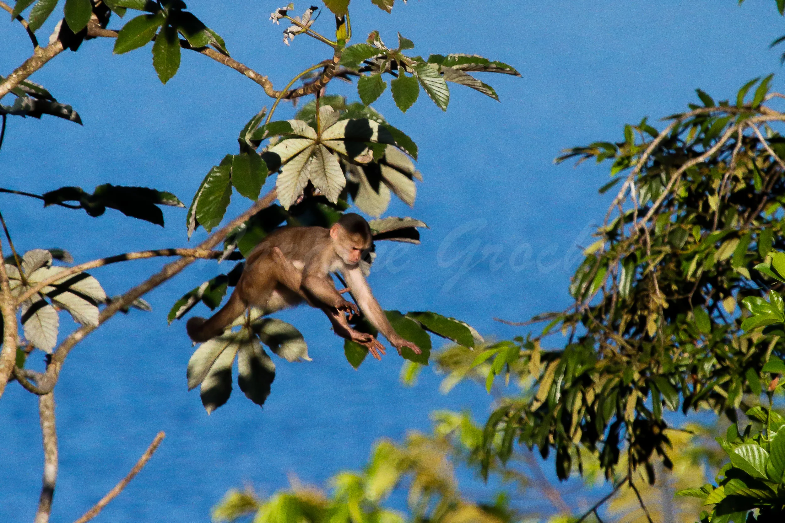 White-fronted Capuchin Monkey, Ecuadorian Amazon