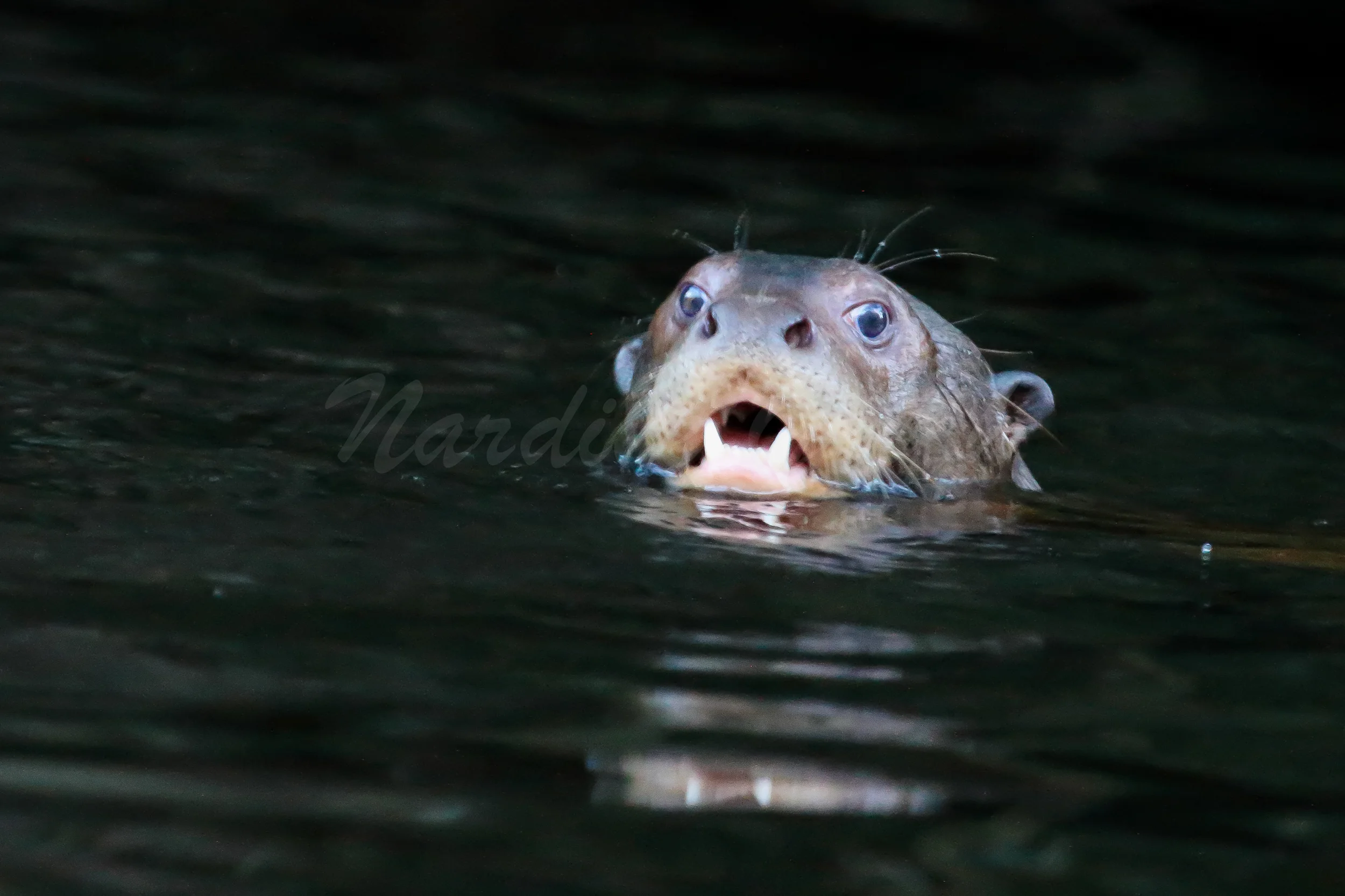 Giant Otter, Amazon
