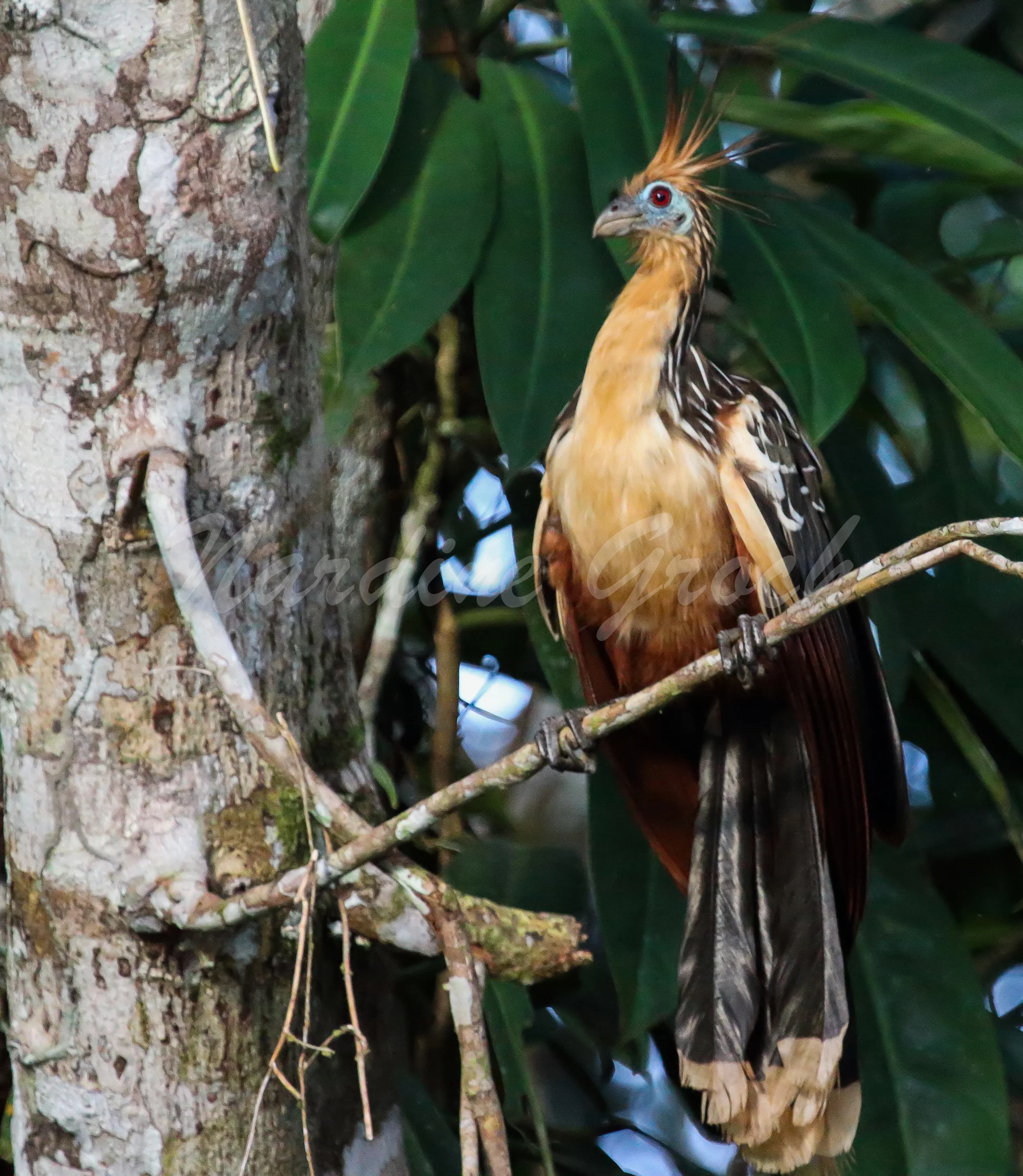 Hoatzin, Ecuadorian Amazon