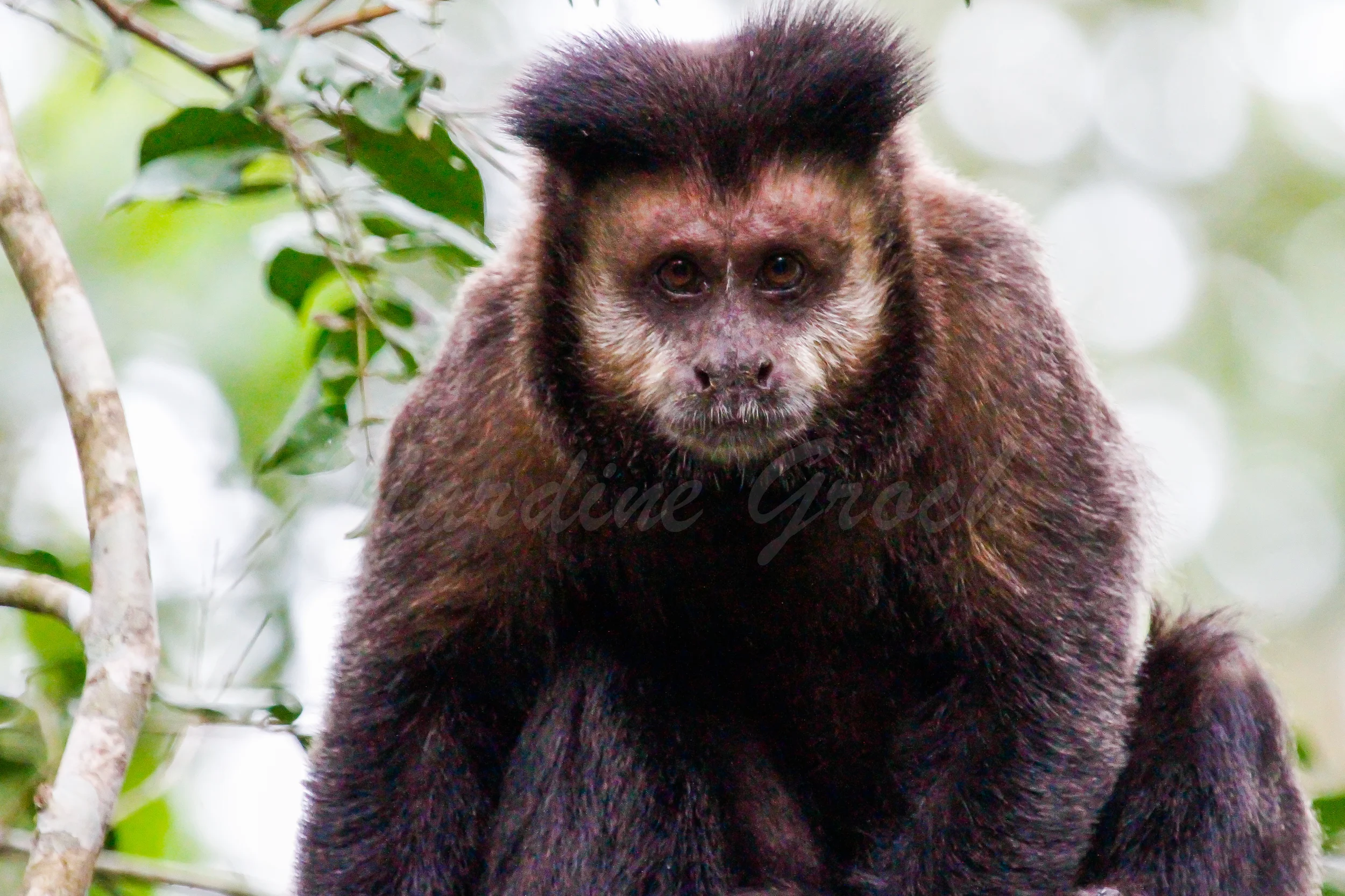 Capuchin Monkey, Brazil
