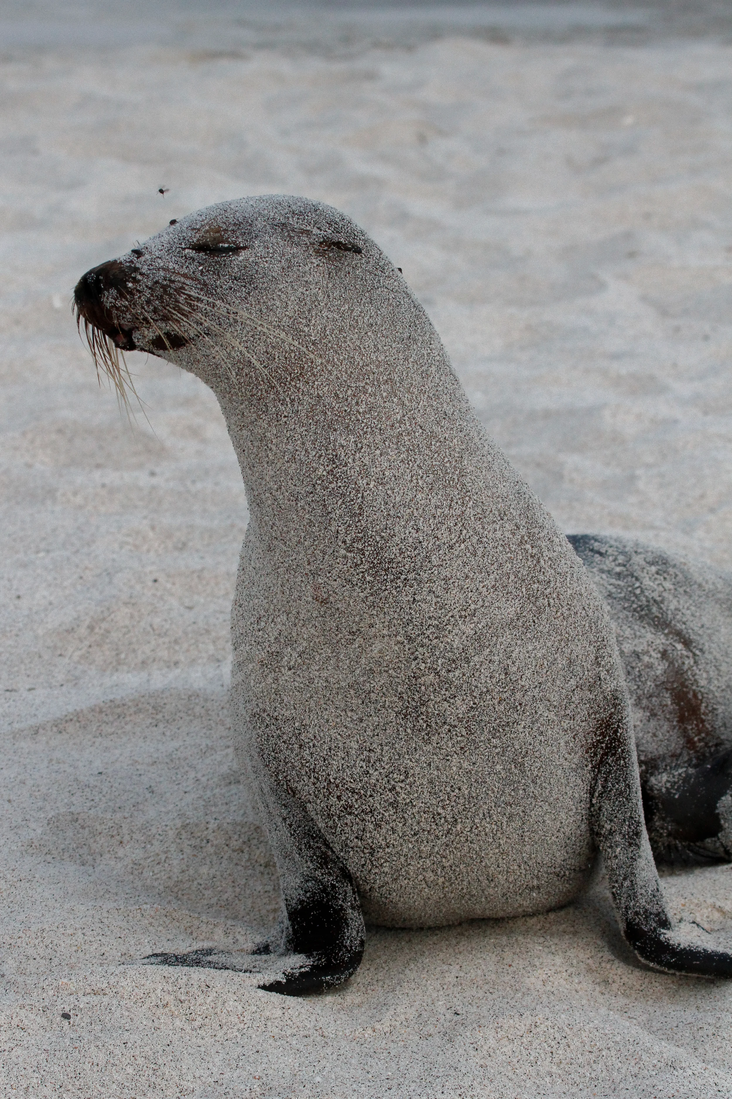 Galapagos Sea lion, Galapagos Islands