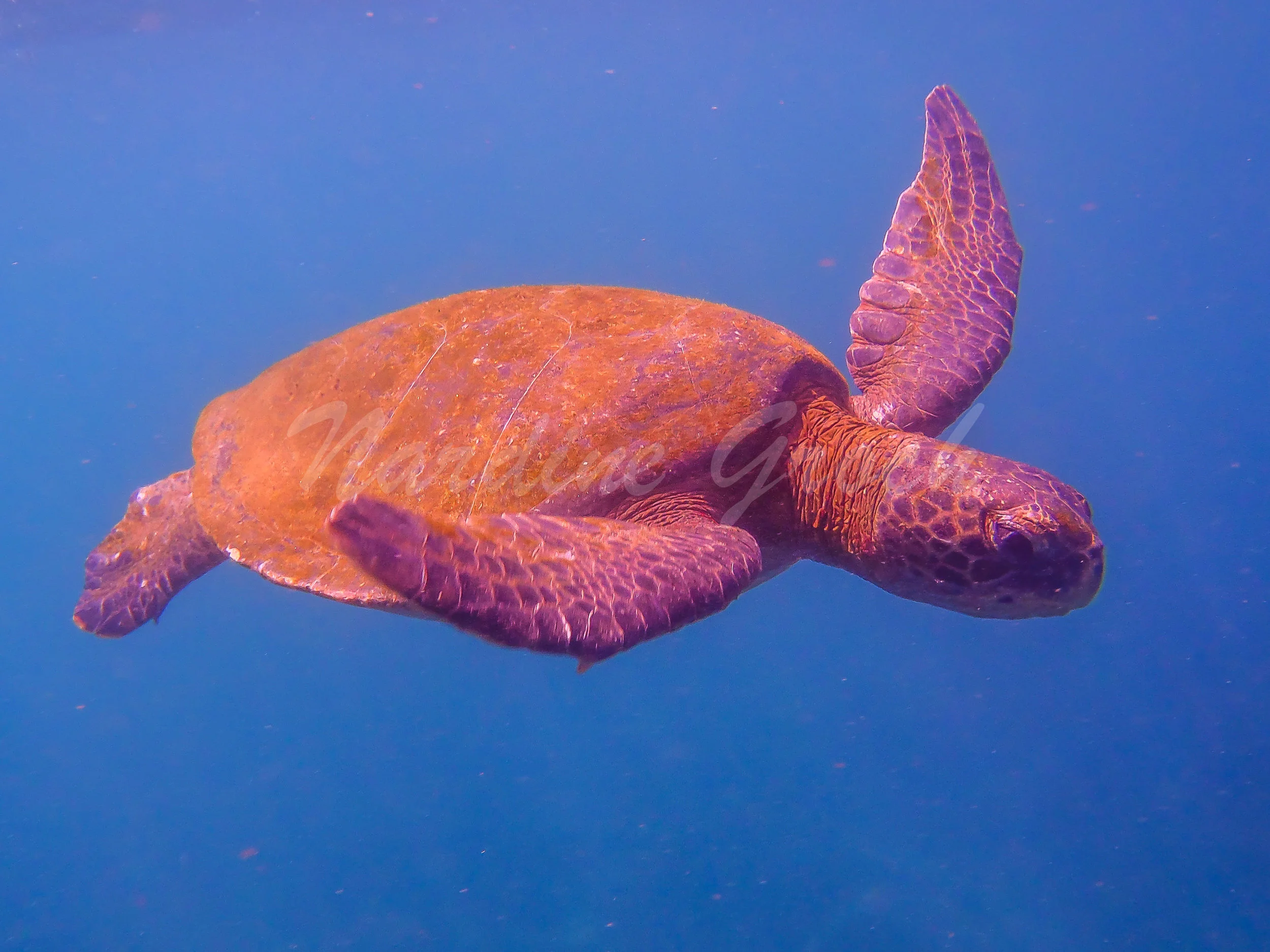 Green turtle, Galapagos Islands