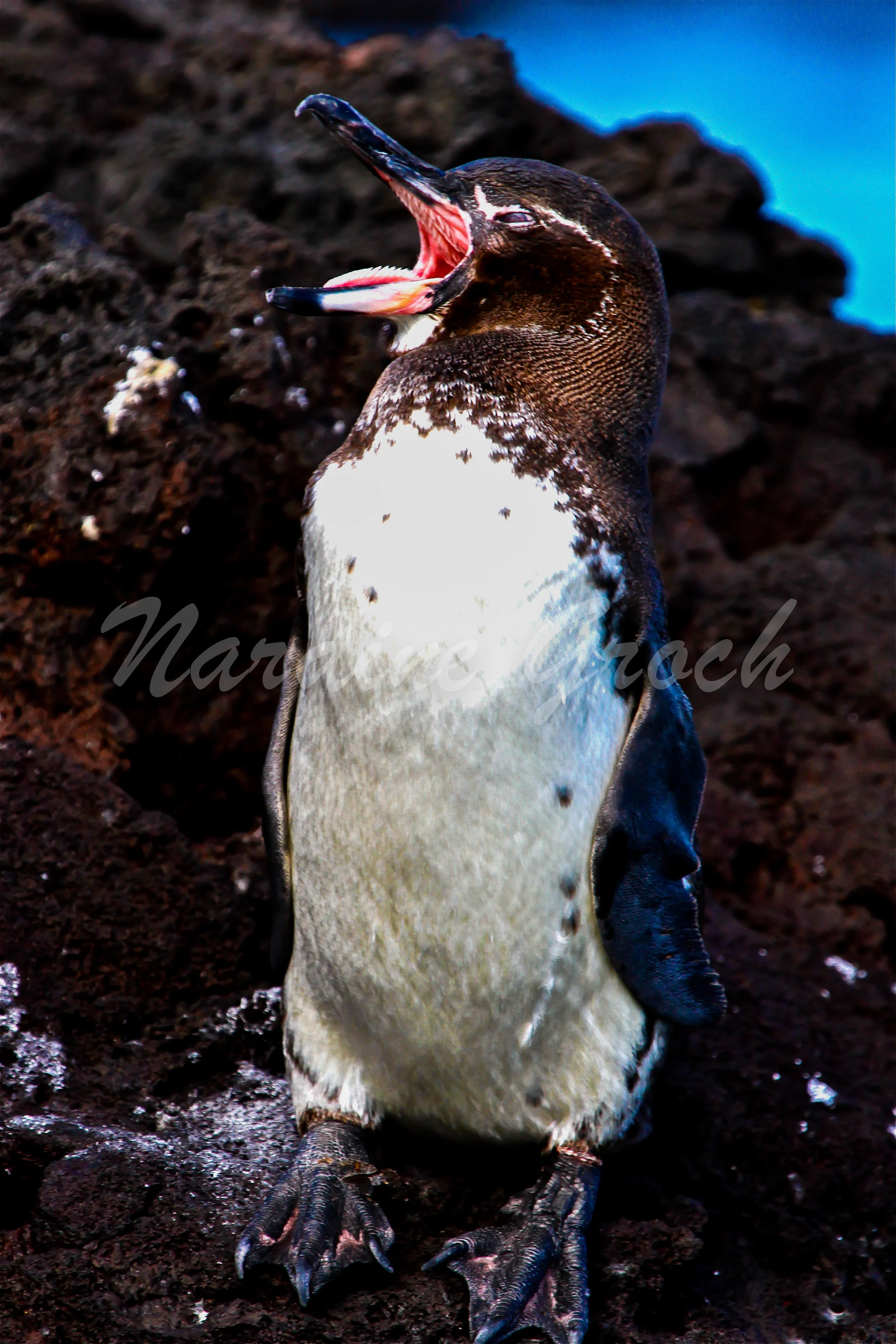 Galapagos Penguin, Galapagos Islands