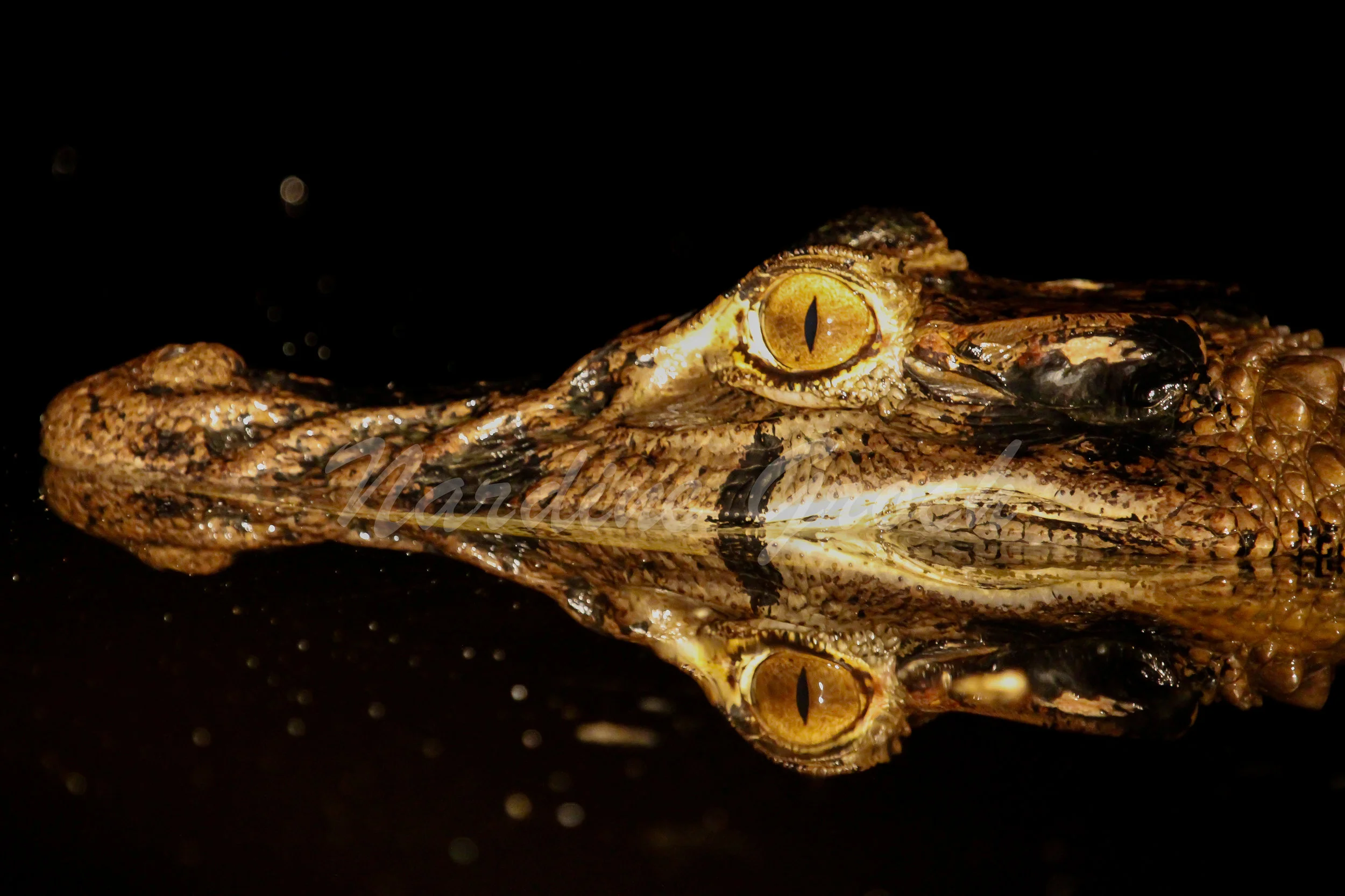 Caiman, Amazon Rainforest