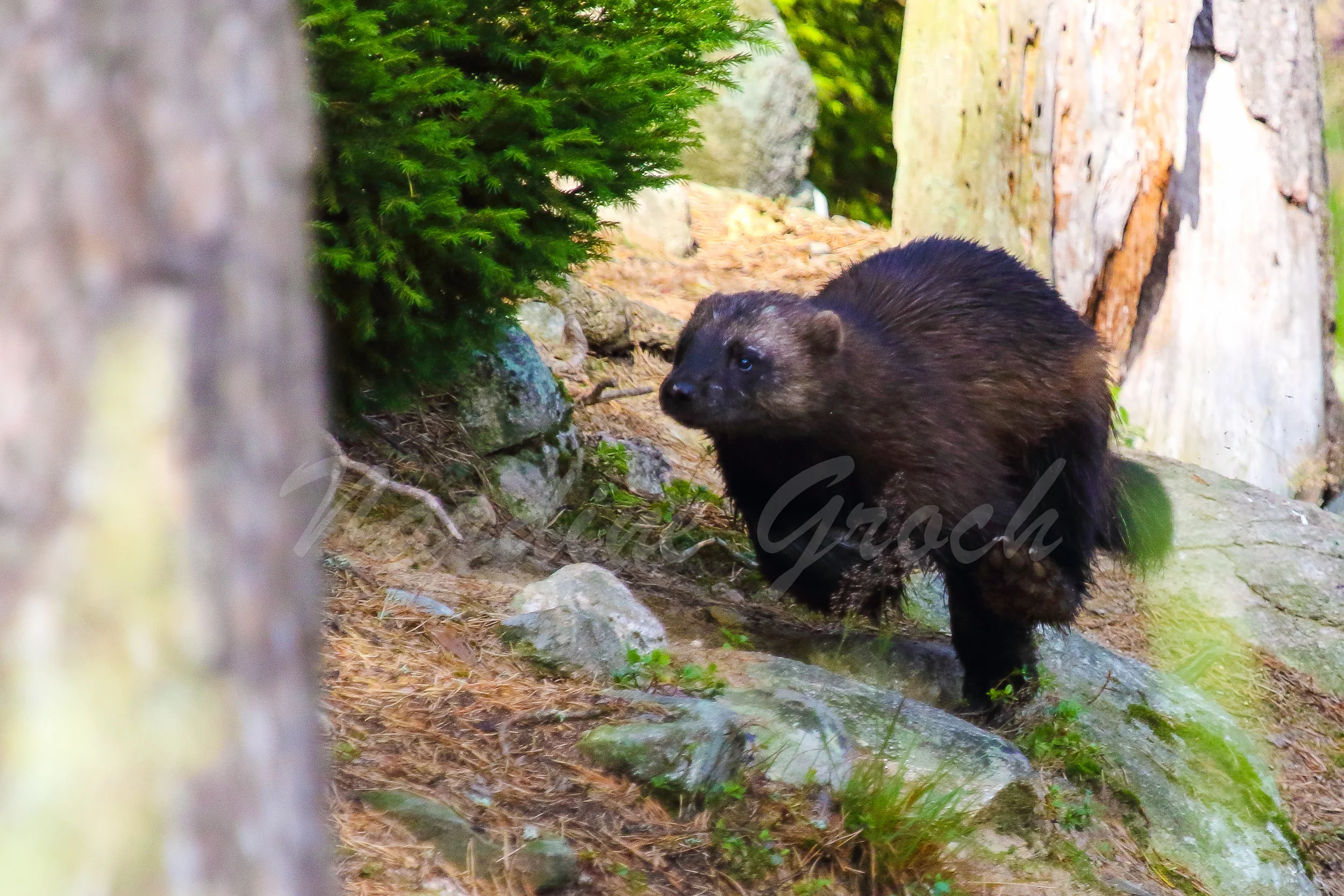 Wolverine, Finland