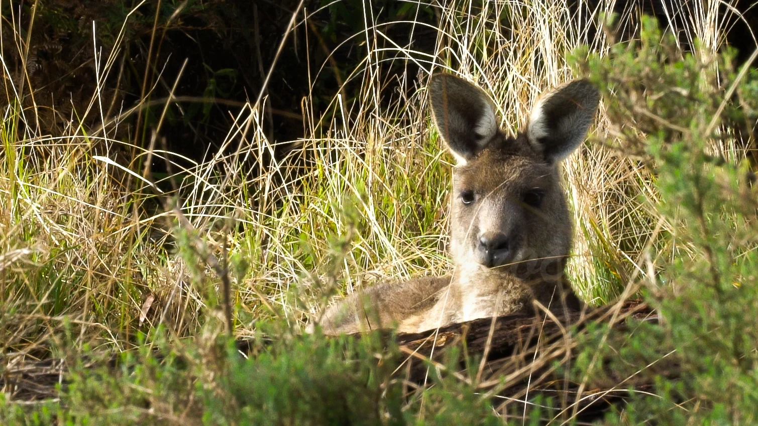 Grey Kangaroo