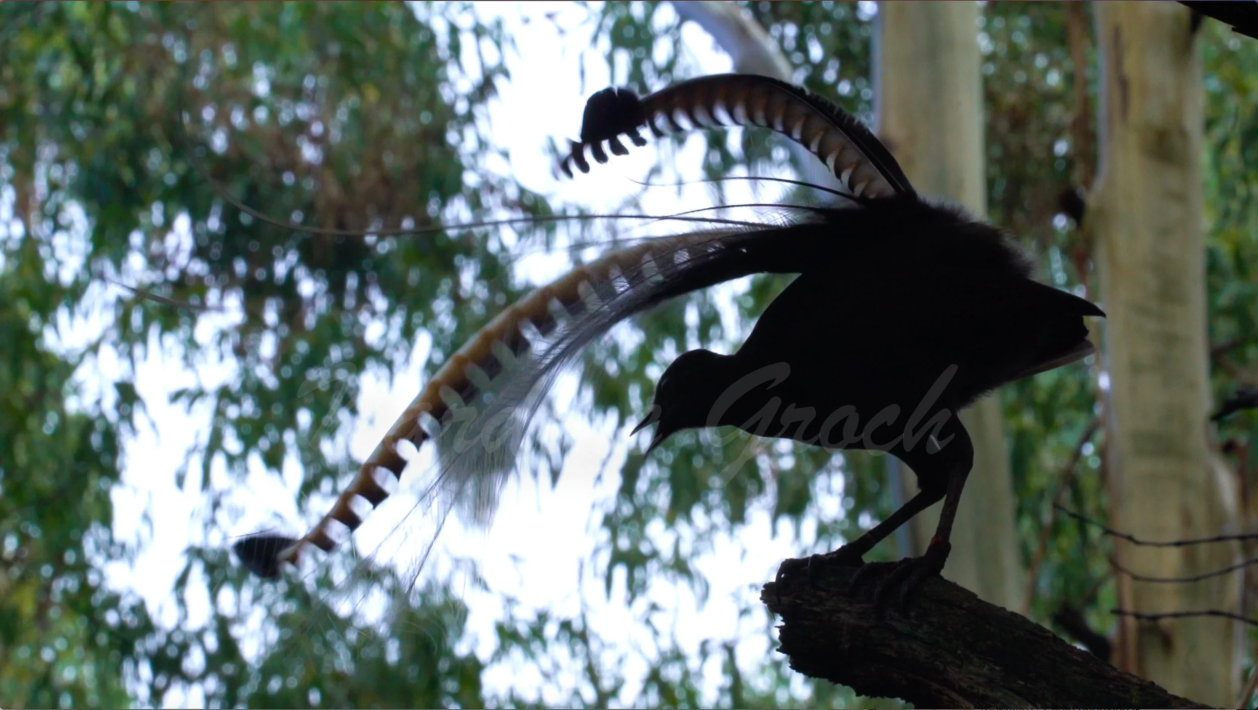Superb Lyrebird