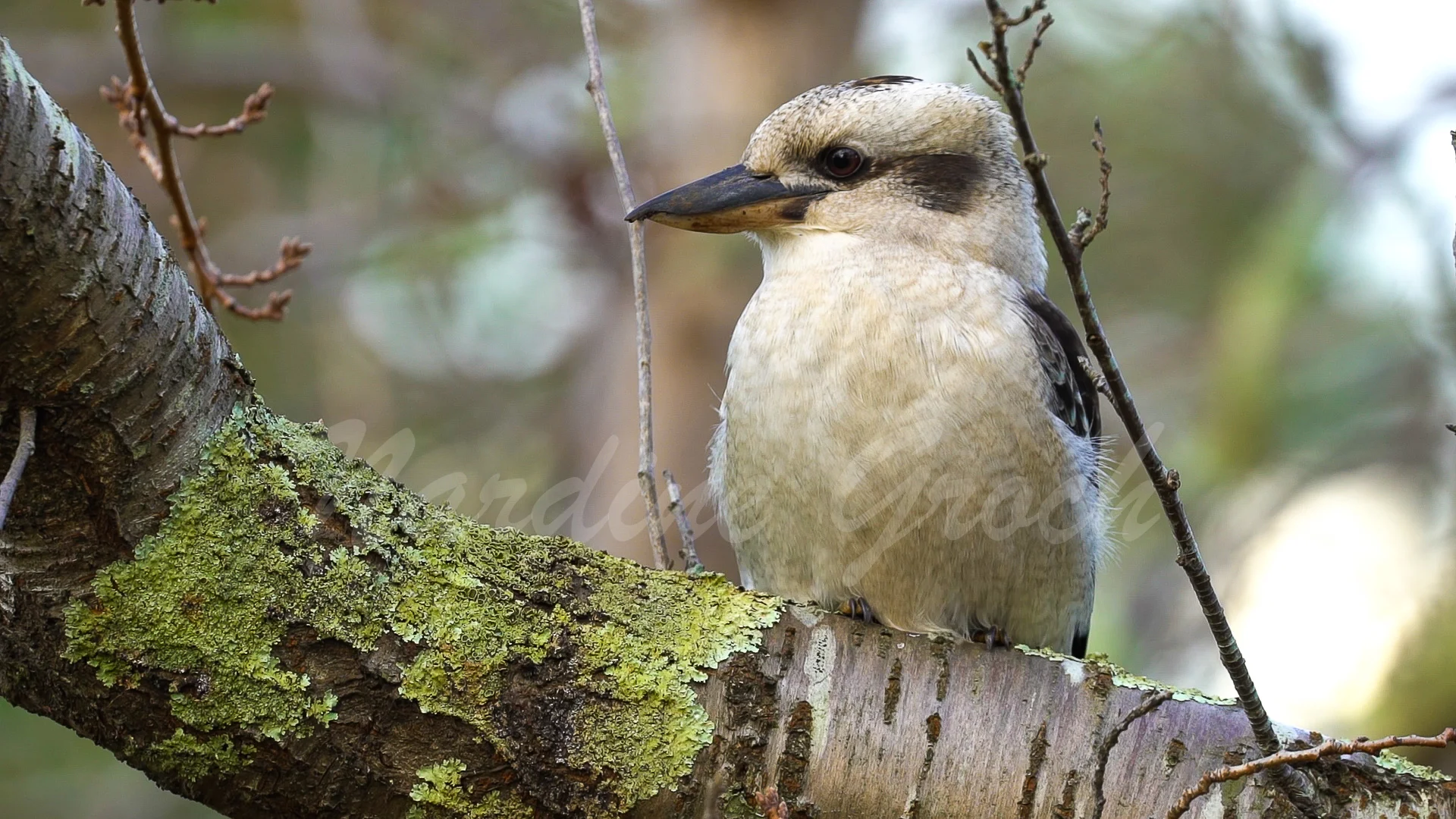 Laughing Kookaburra