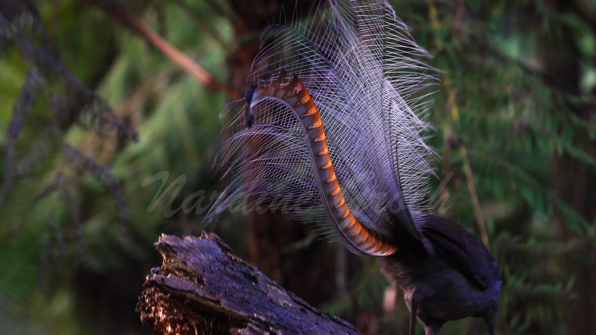 The Pretender, Superb Lyrebird