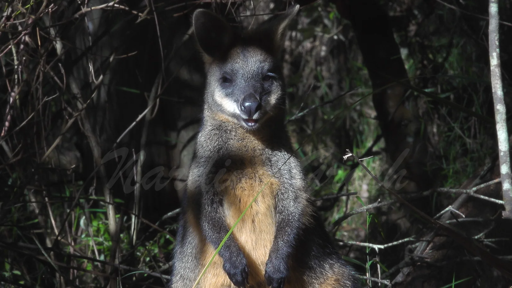 Swamp Wallaby