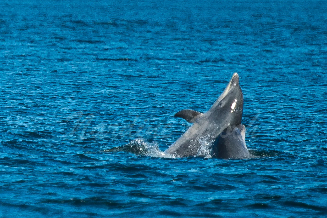 Bottlenose dolphins mother and calf