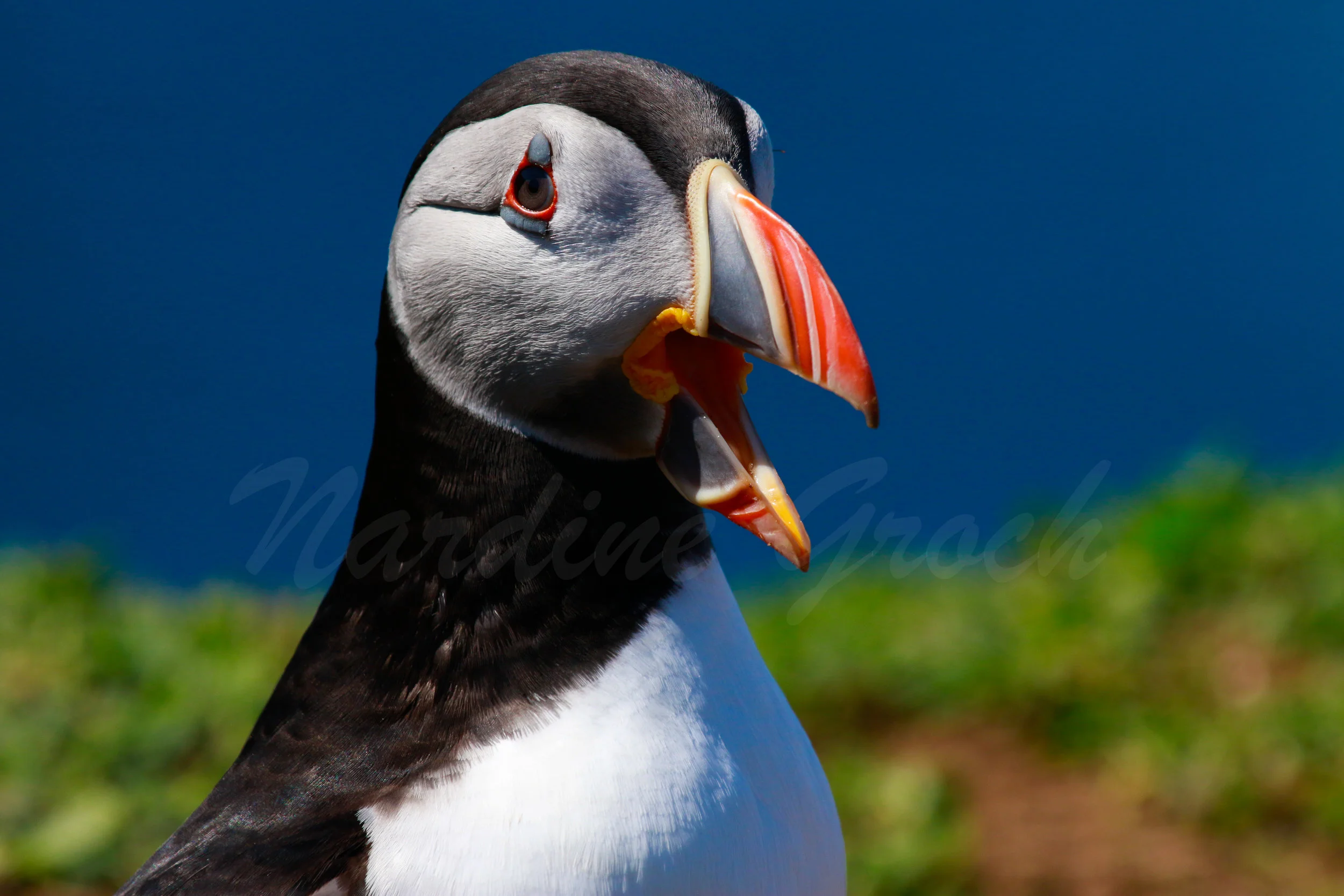 Atlantic Puffin