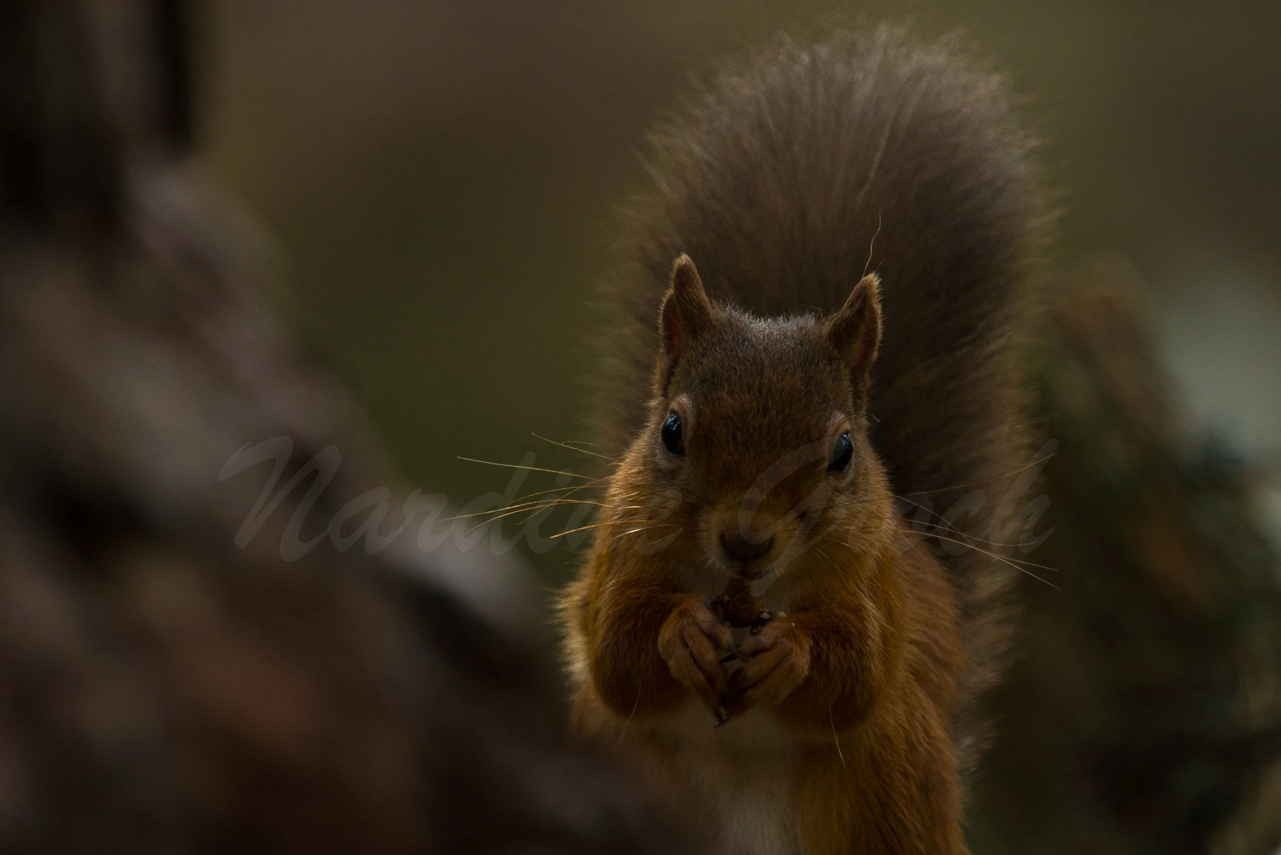 Red Squirrel