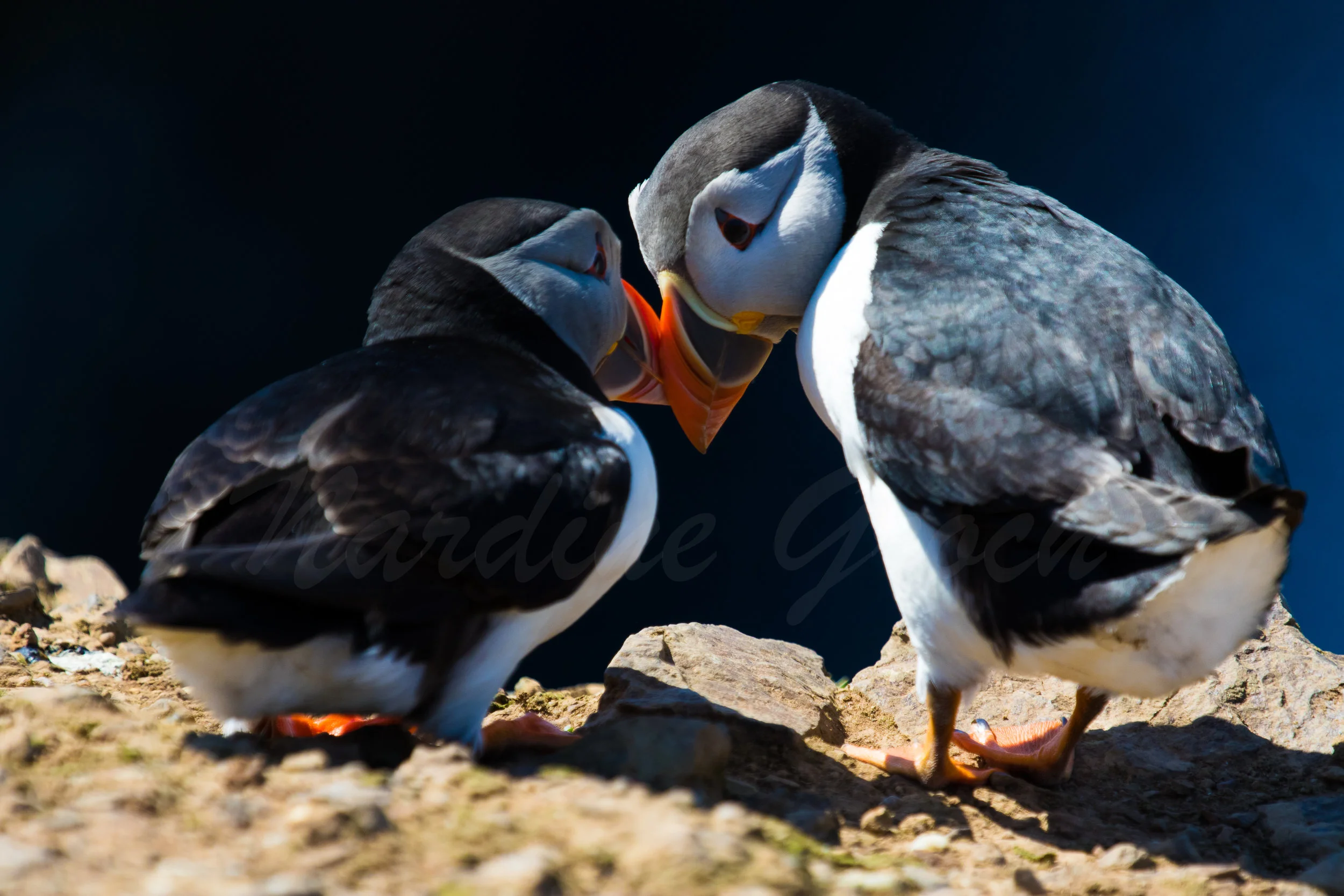 Atlantic Puffins