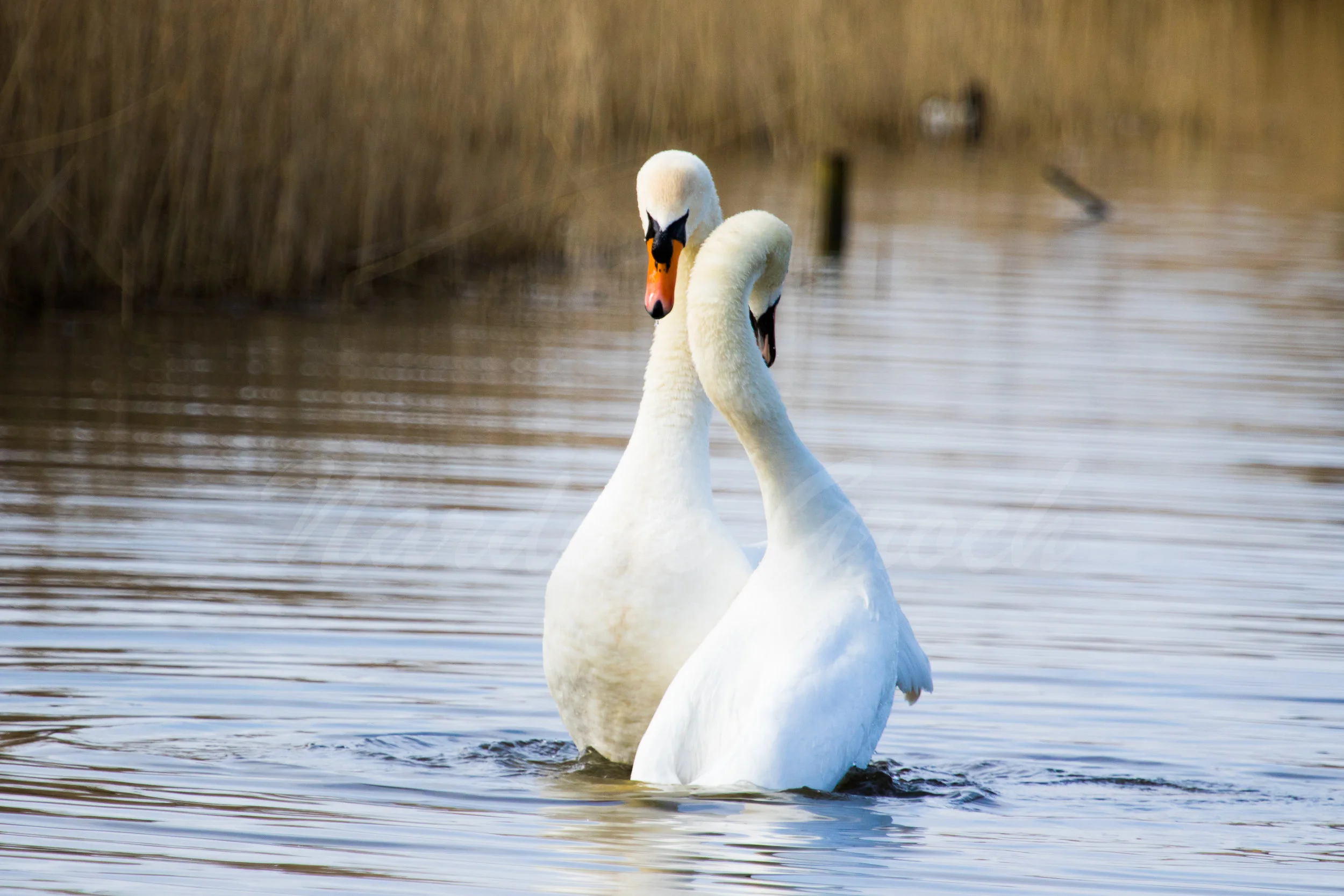 Mute Swans