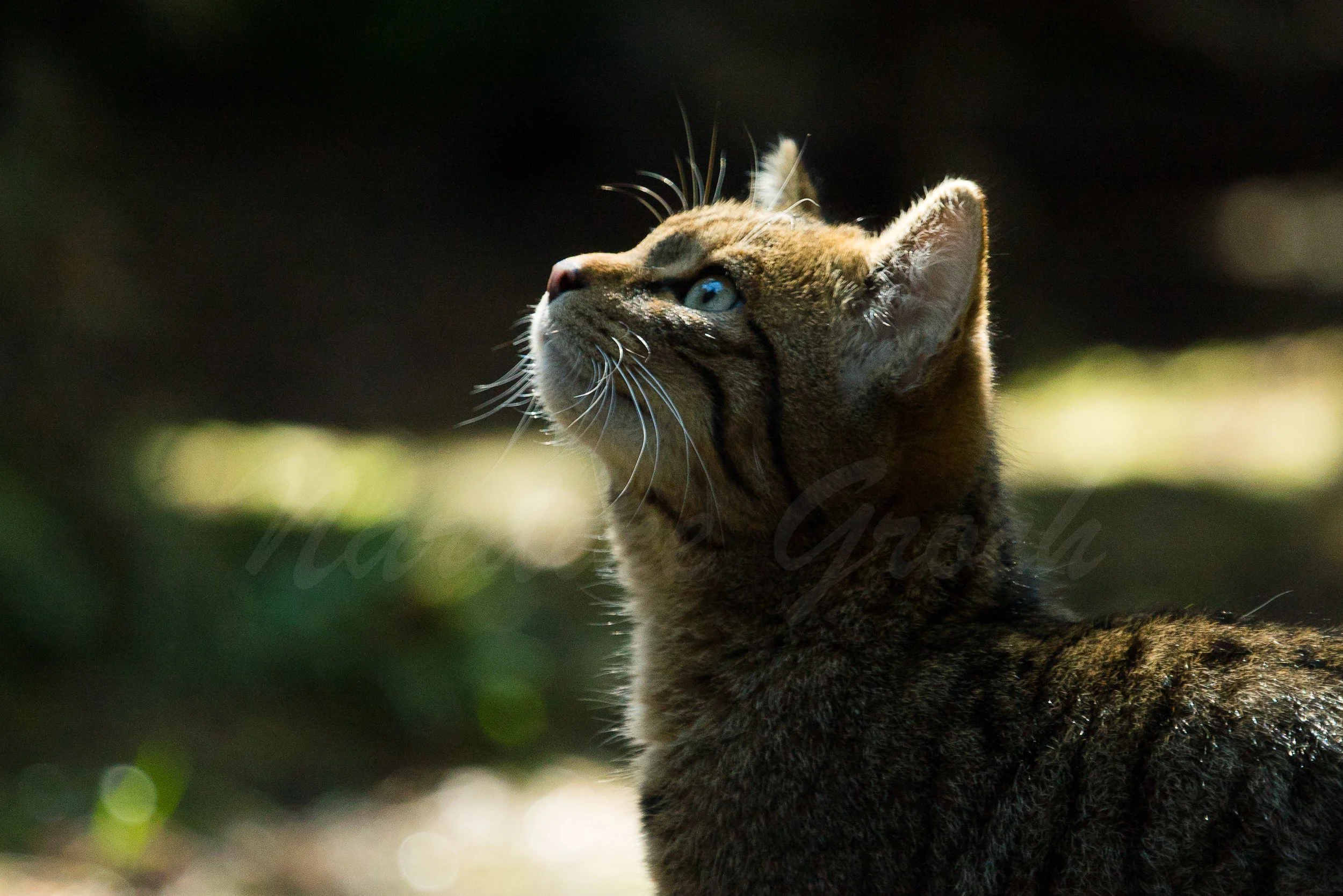 Scottish Wildcat kitten