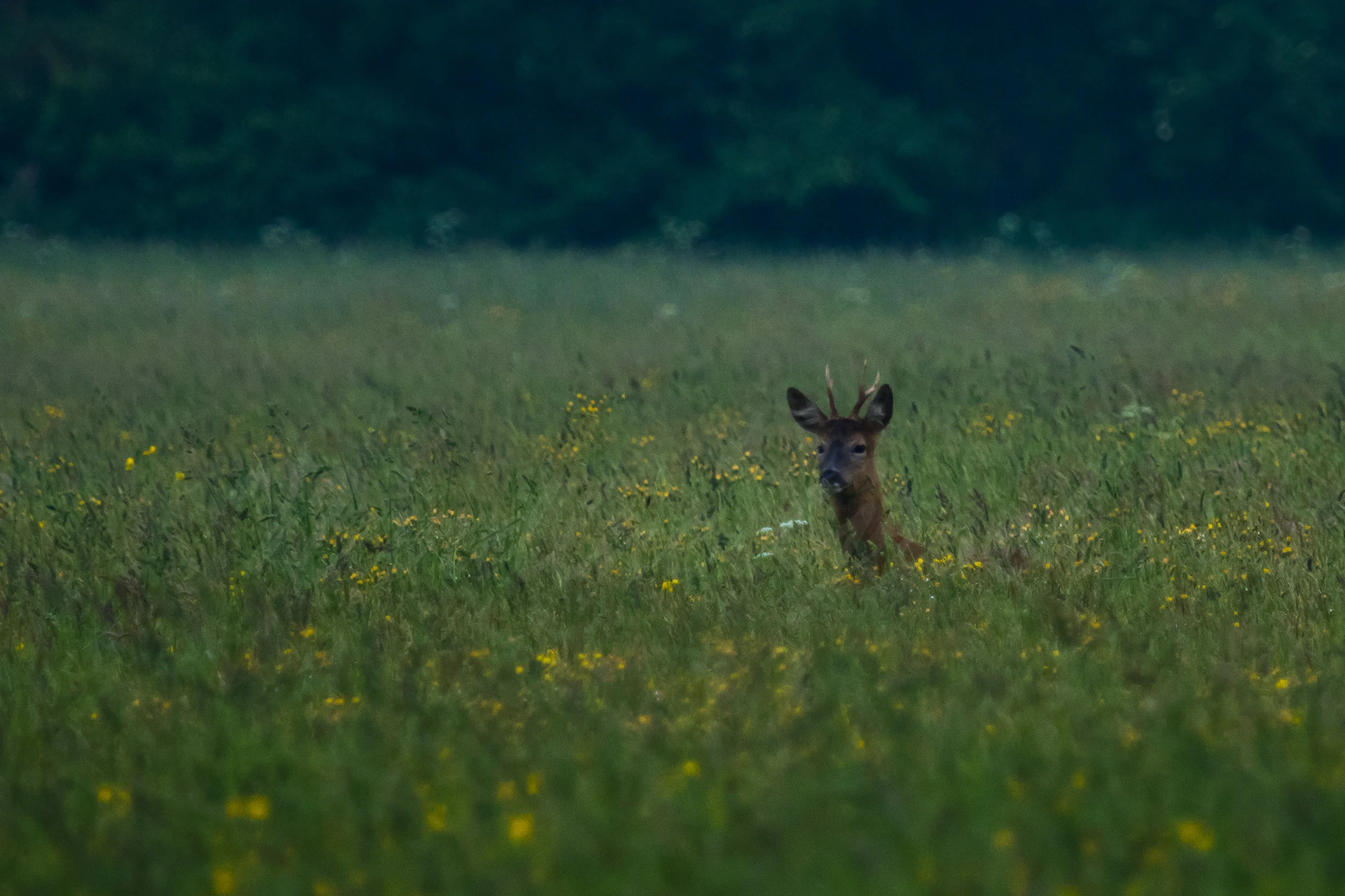Deer