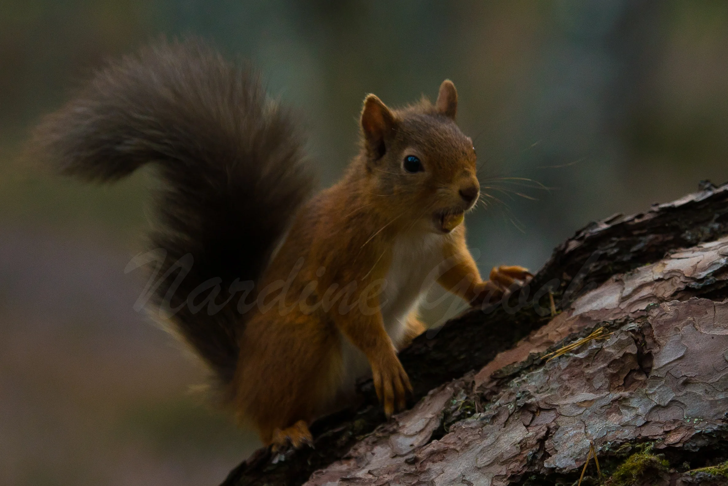 Red Squirrel