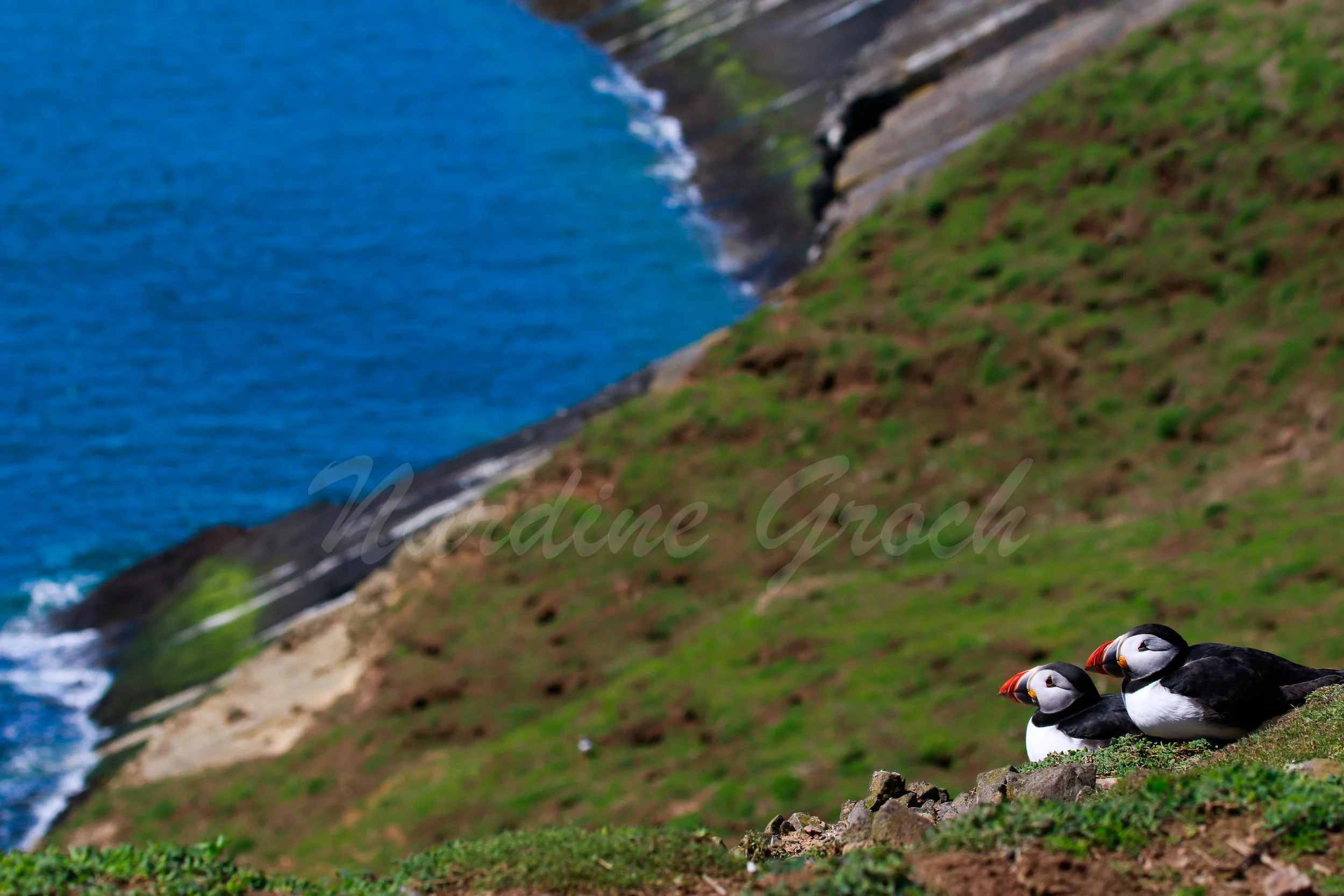 Atlantic Puffins
