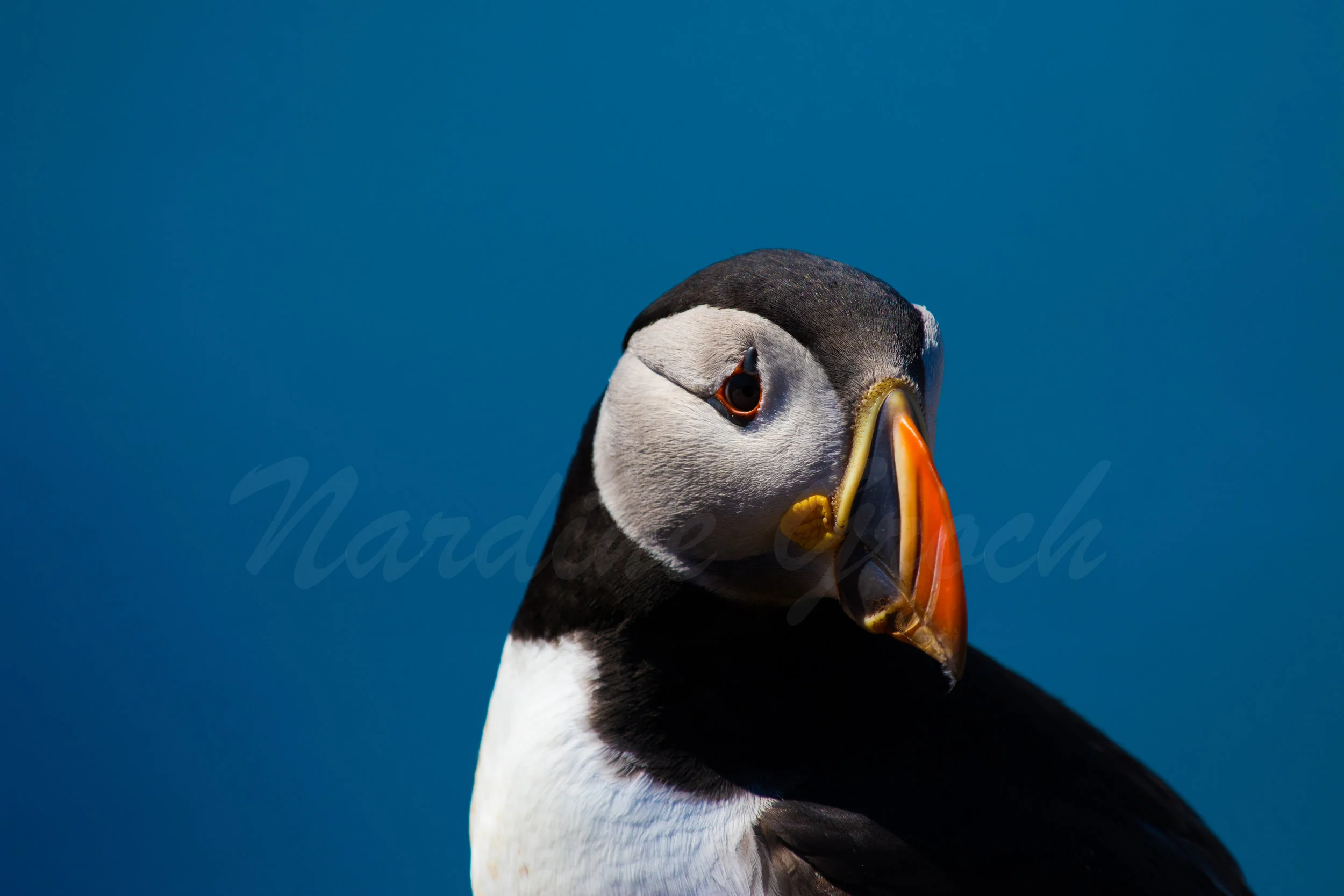 Atlantic Puffin