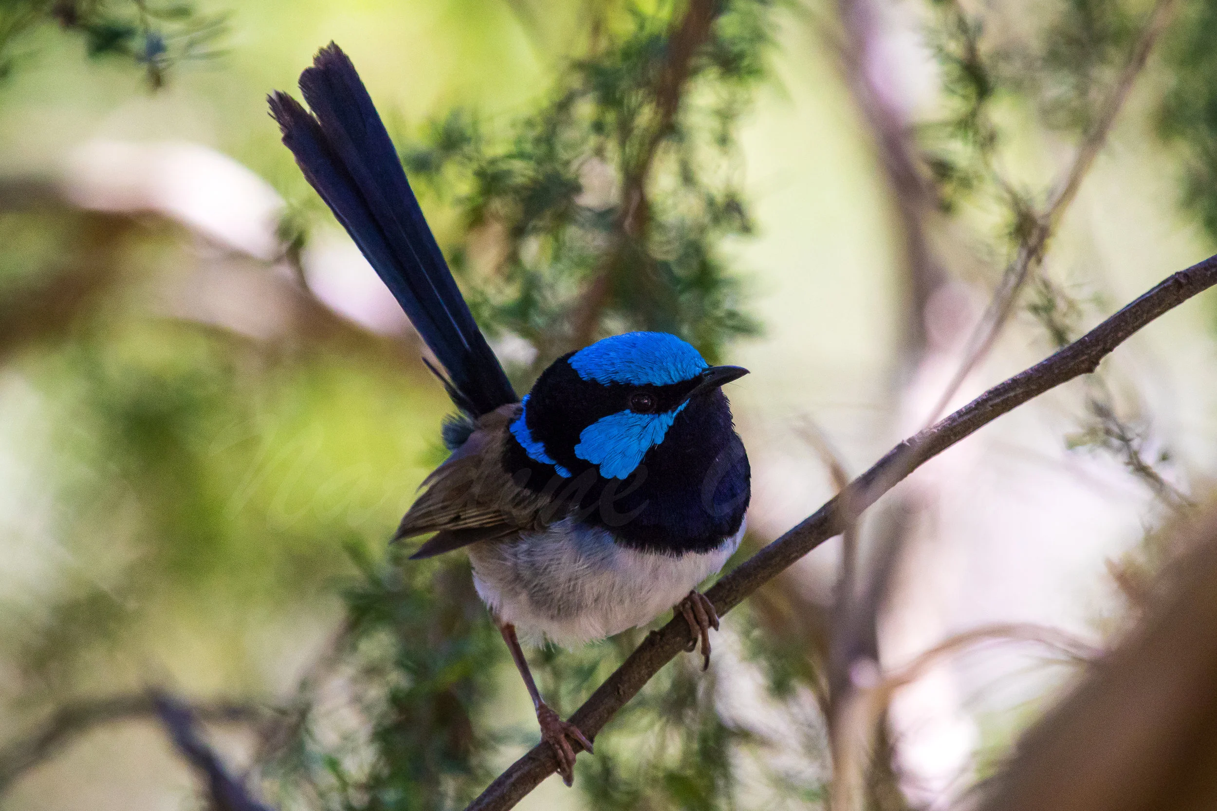 Superb Fairy Wren