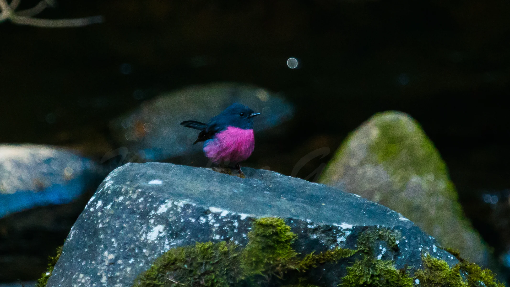 Pink Robin