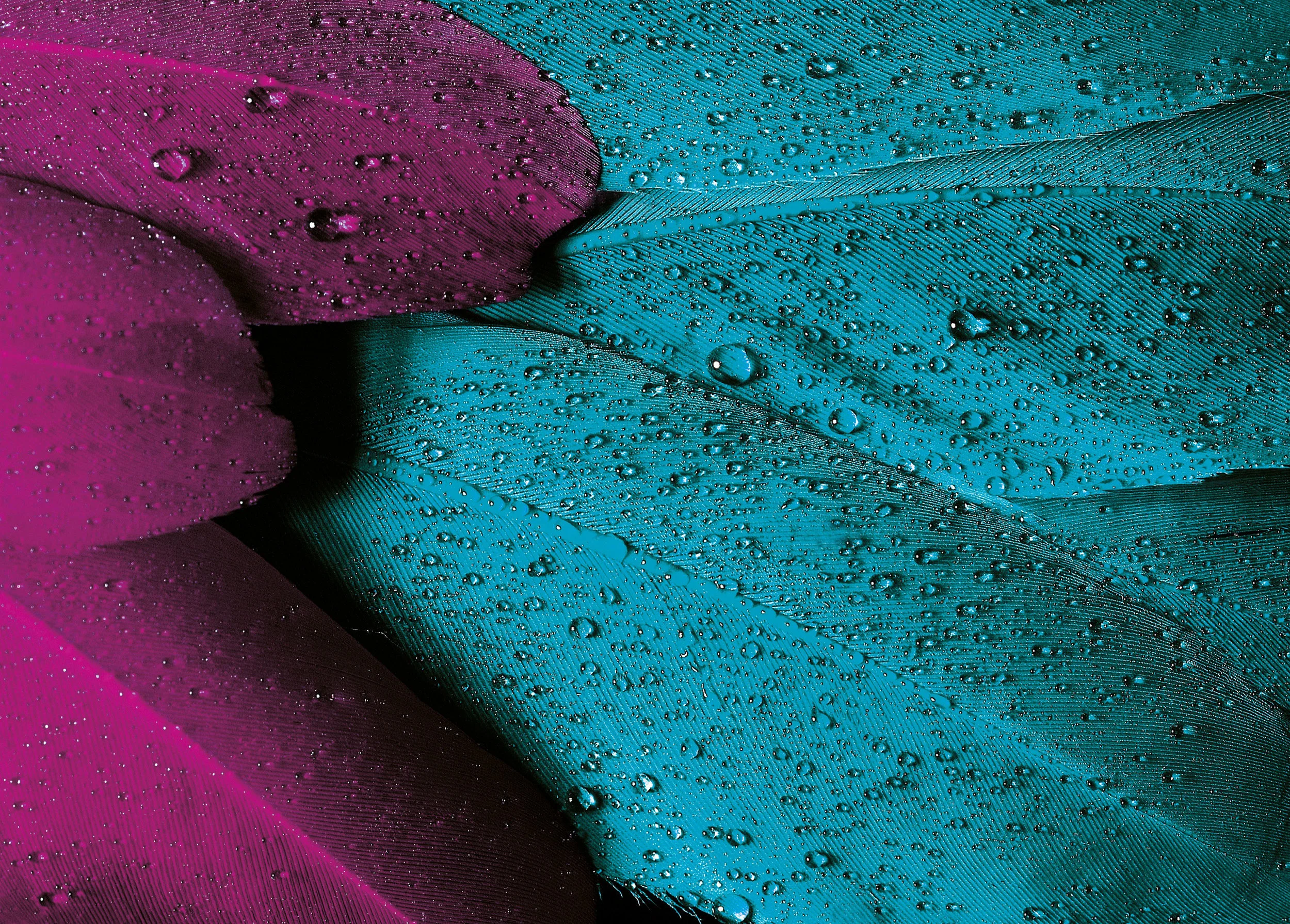 feathers-web.jpg