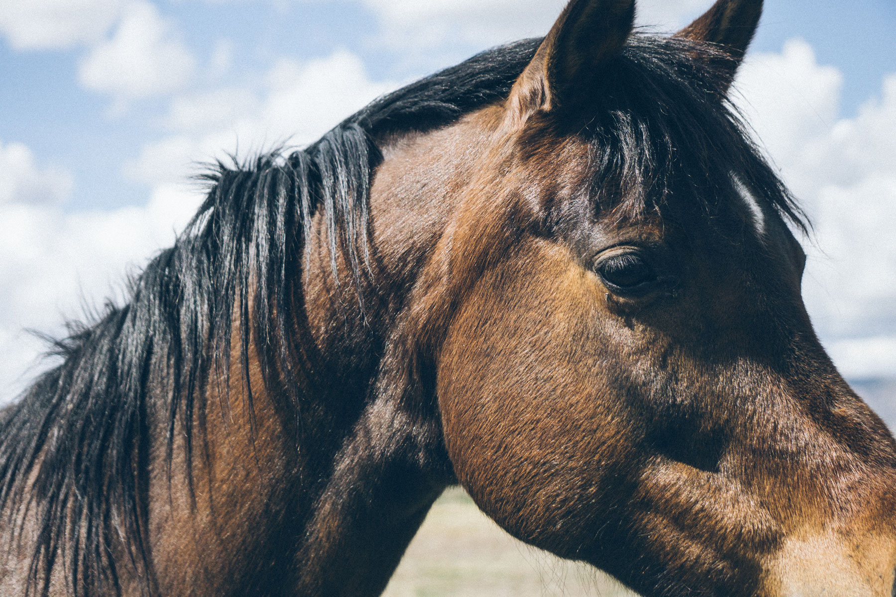 Horse.jpg