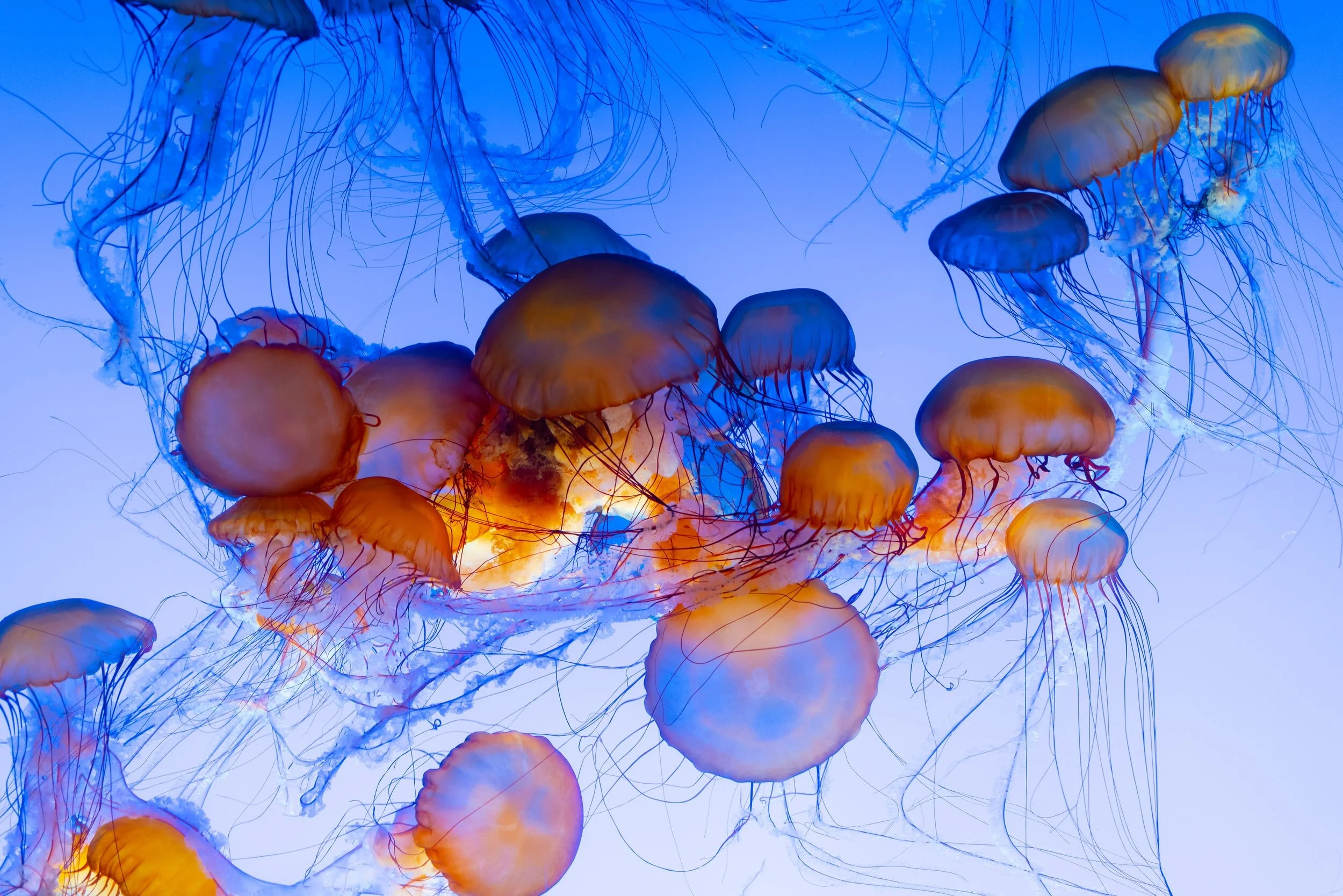 Highlights: Monterey Bay, CA