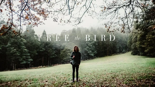 Free The Bird