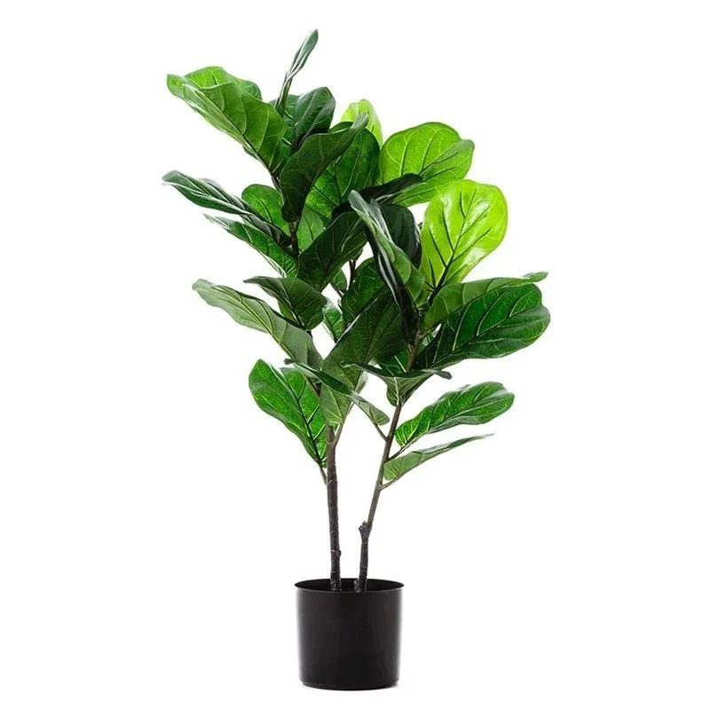 FIDDLE LYRATA TREE - MEDIUM