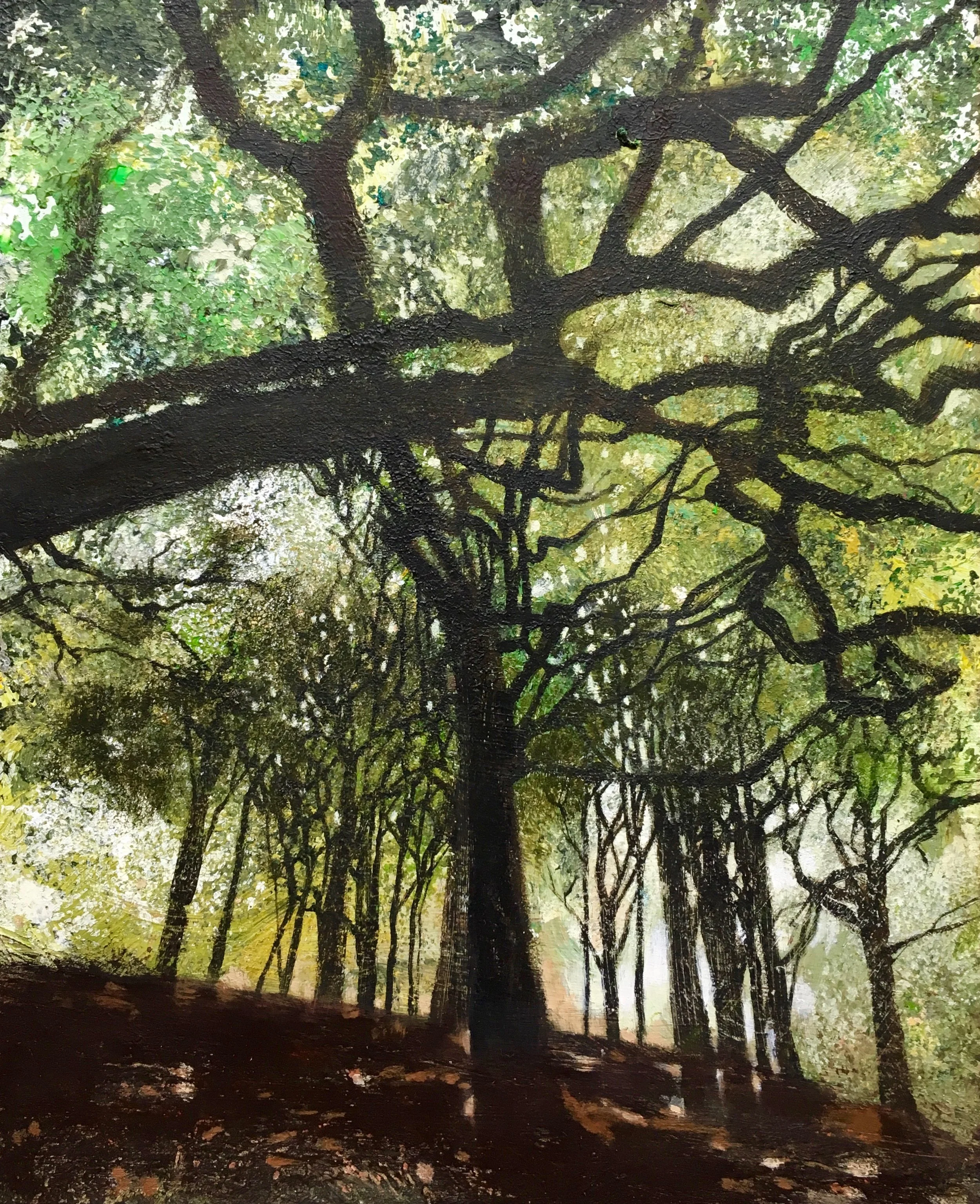 Roundhay Park: The Woods Rise from The Lakeside